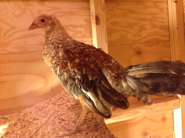 What  breed is this bird??  I rescued her and another from who was hurt badly. They are both young and doing great! What is this bird??