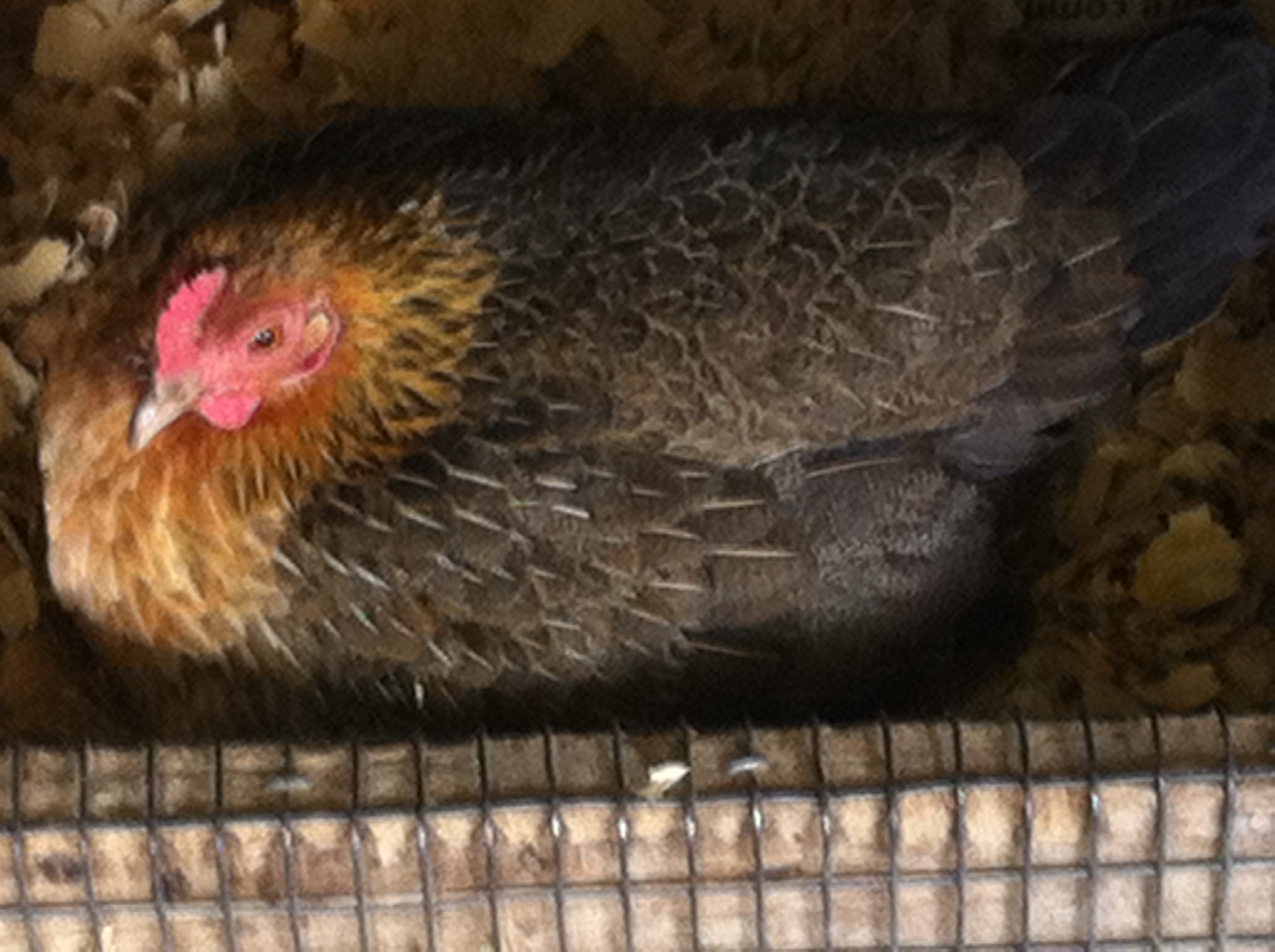 What breed is this?She is always going broody.