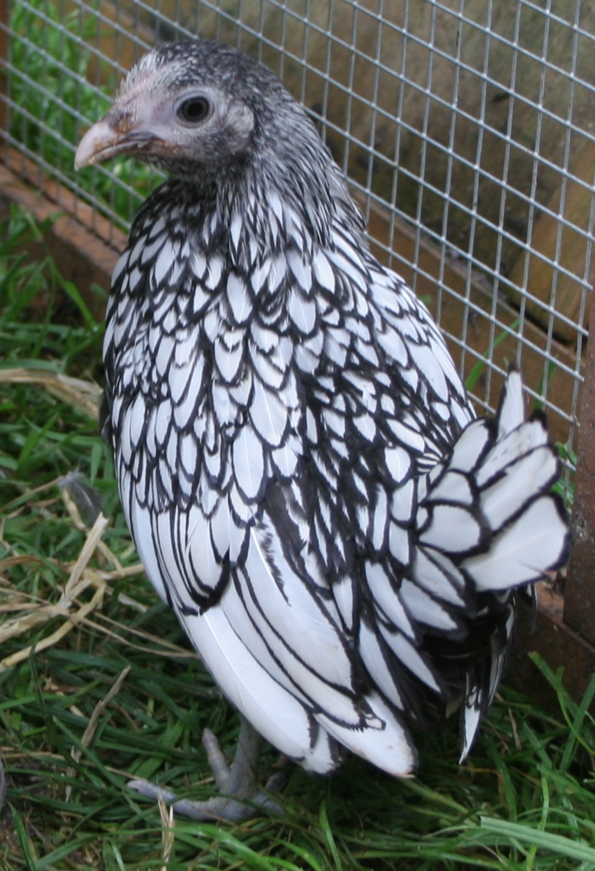 What can I say? She's a sebright called Lacy.