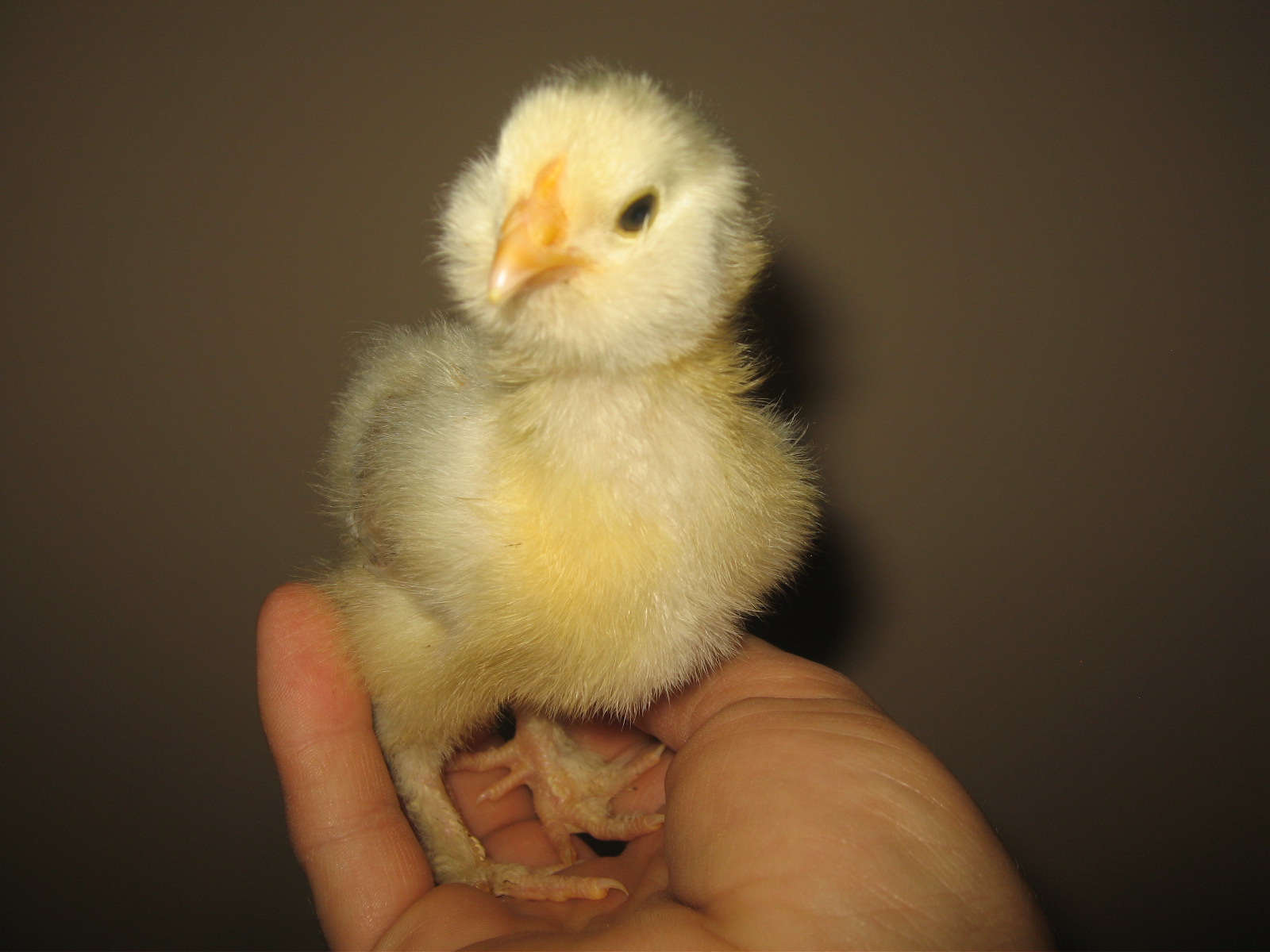 What 'chu lookin at?