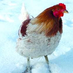 What color is this chicken?
