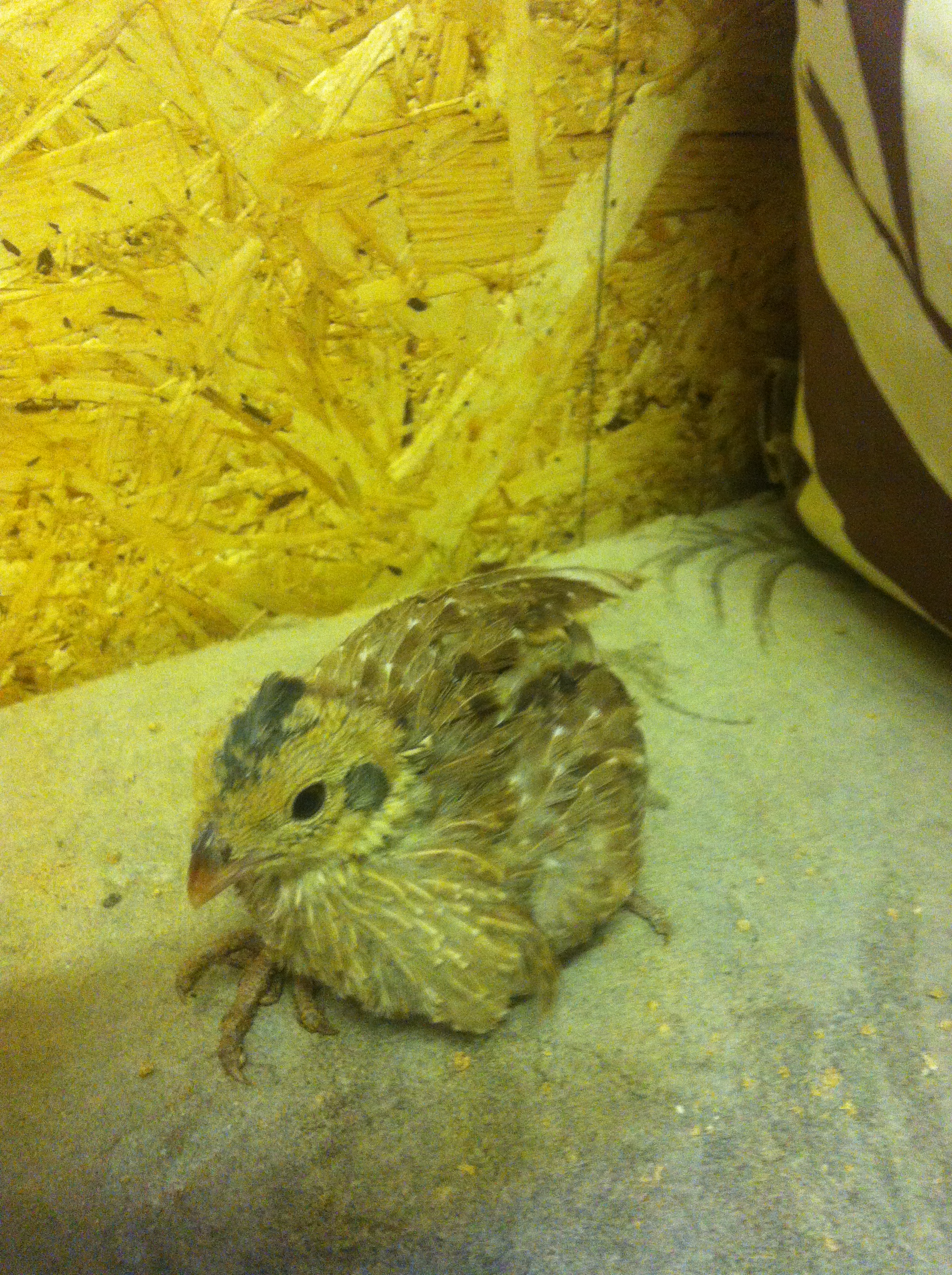 what colour bobwhite is this