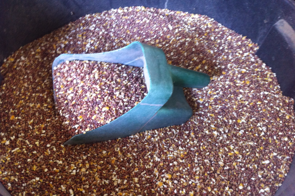 What feed do you use?