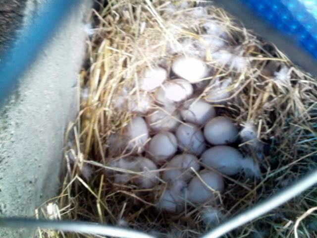 What happens when a duck steals its neighbour's eggs!  We took away a couple of the 21 eggs that finally ended up in the nest and marked the others!