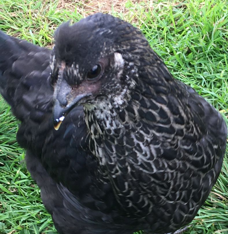 What I am fairly sure is a chick from one of the Gold tops eggs