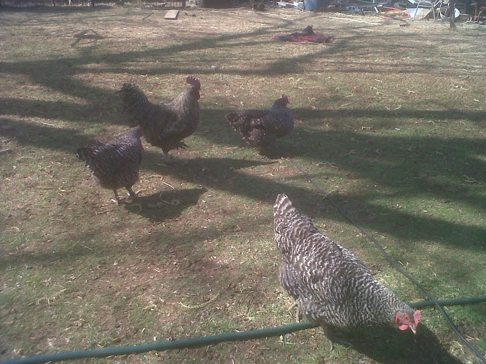 What is left after dog attack