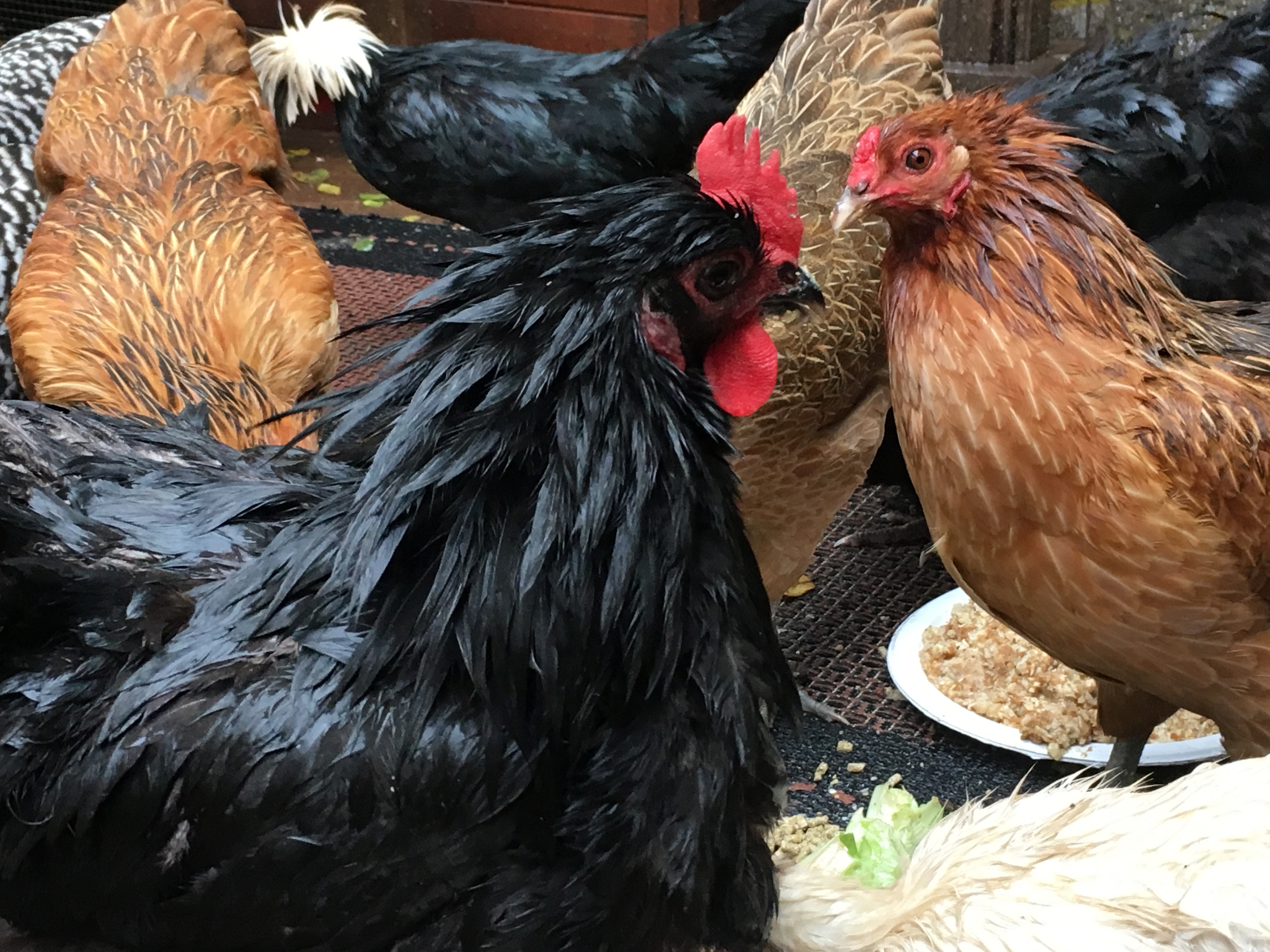 What is madder than a wet hen ? A wet Olive Egger!