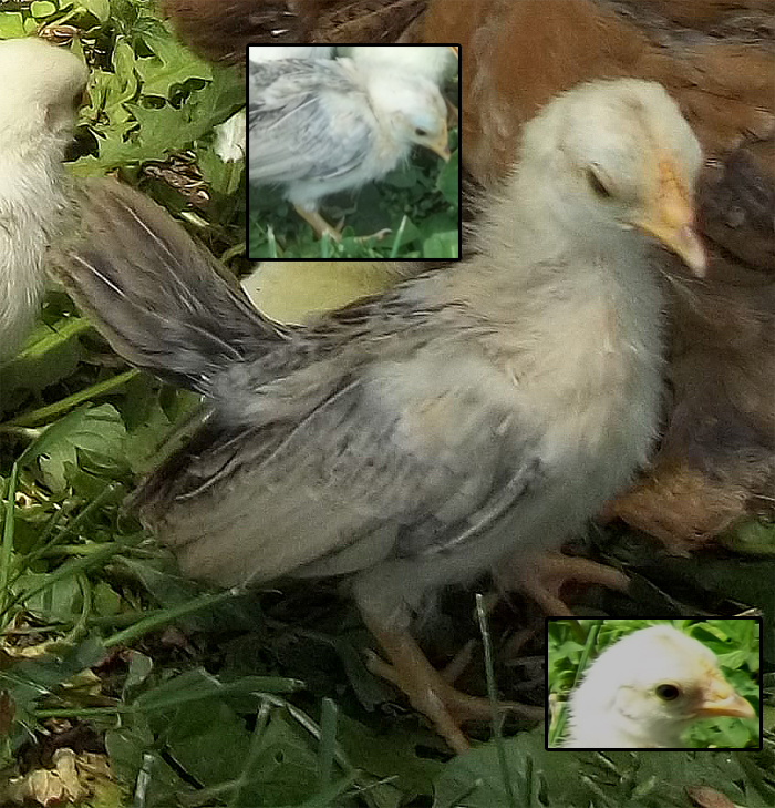 What is the color and gender of this 1 month old chick?
