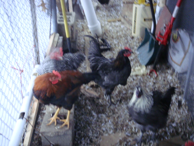 What is the roo in the frame center ?  Beautiful copper hackles. Do not show here.