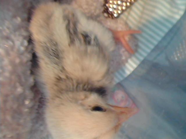 What kind of breed is this baby chick?