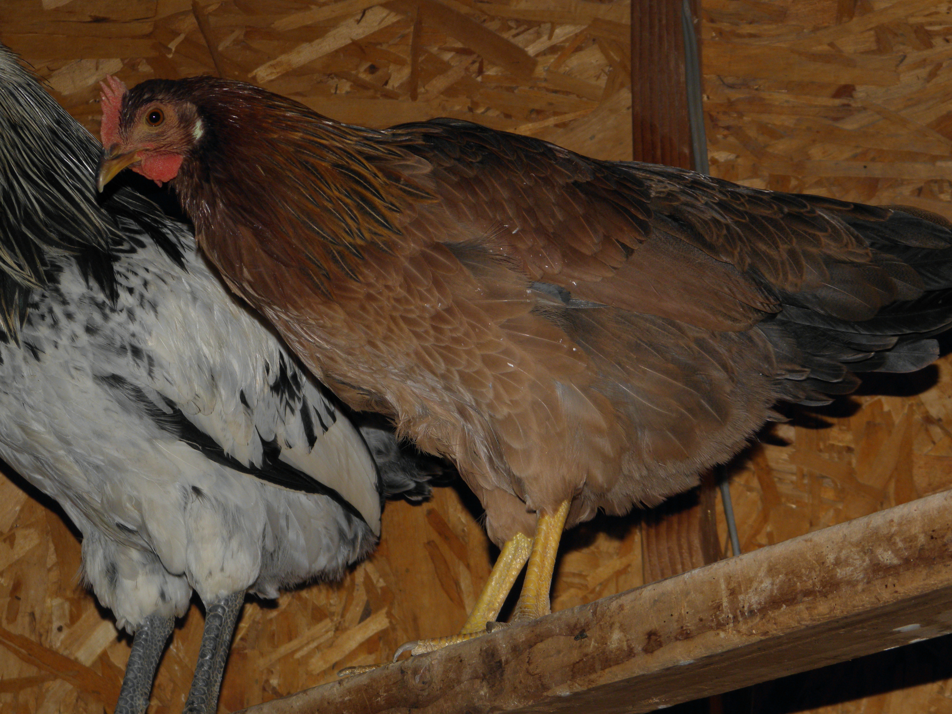 what kind of chicken is this ?