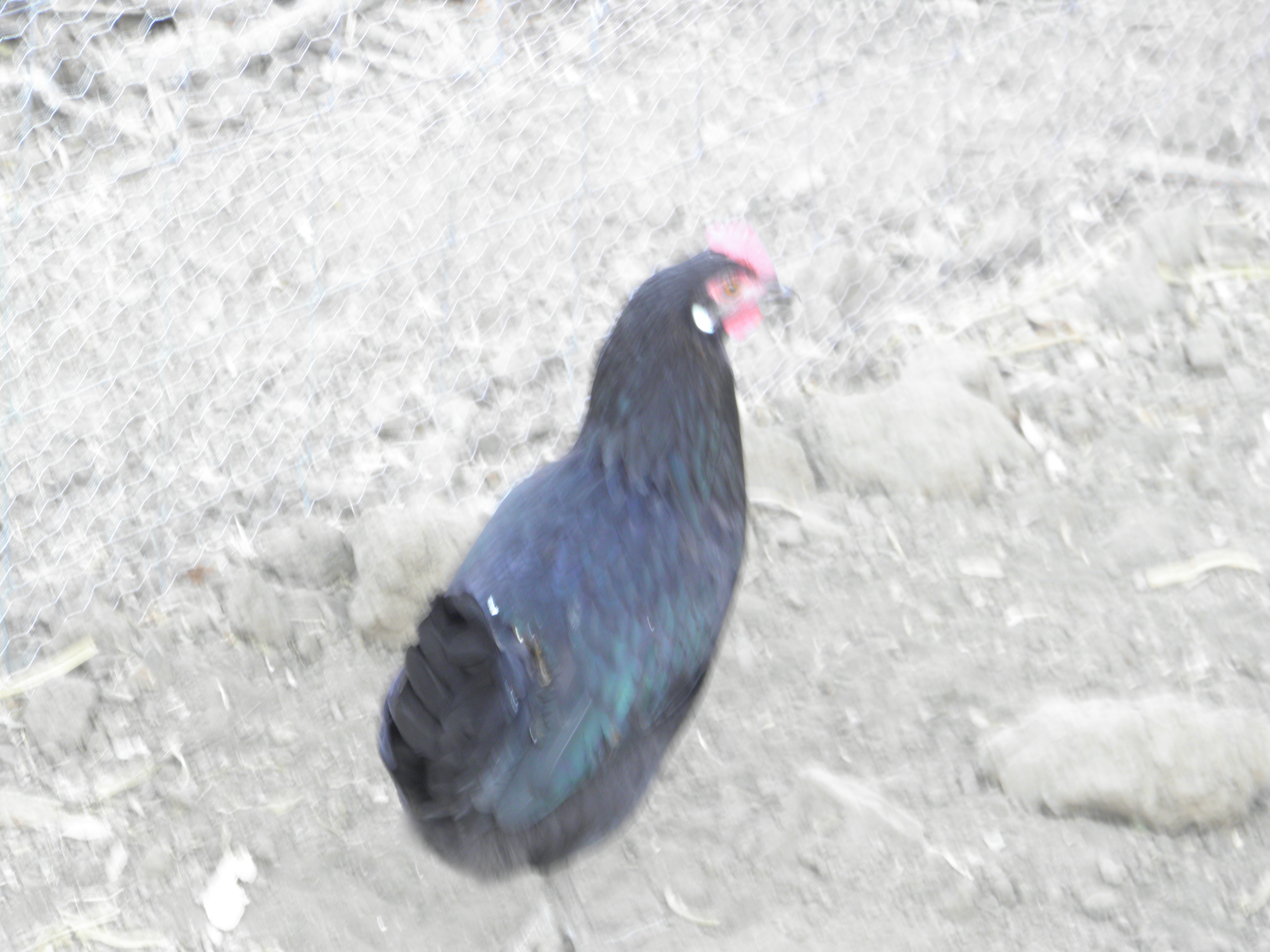 what kind of chicken is this ?