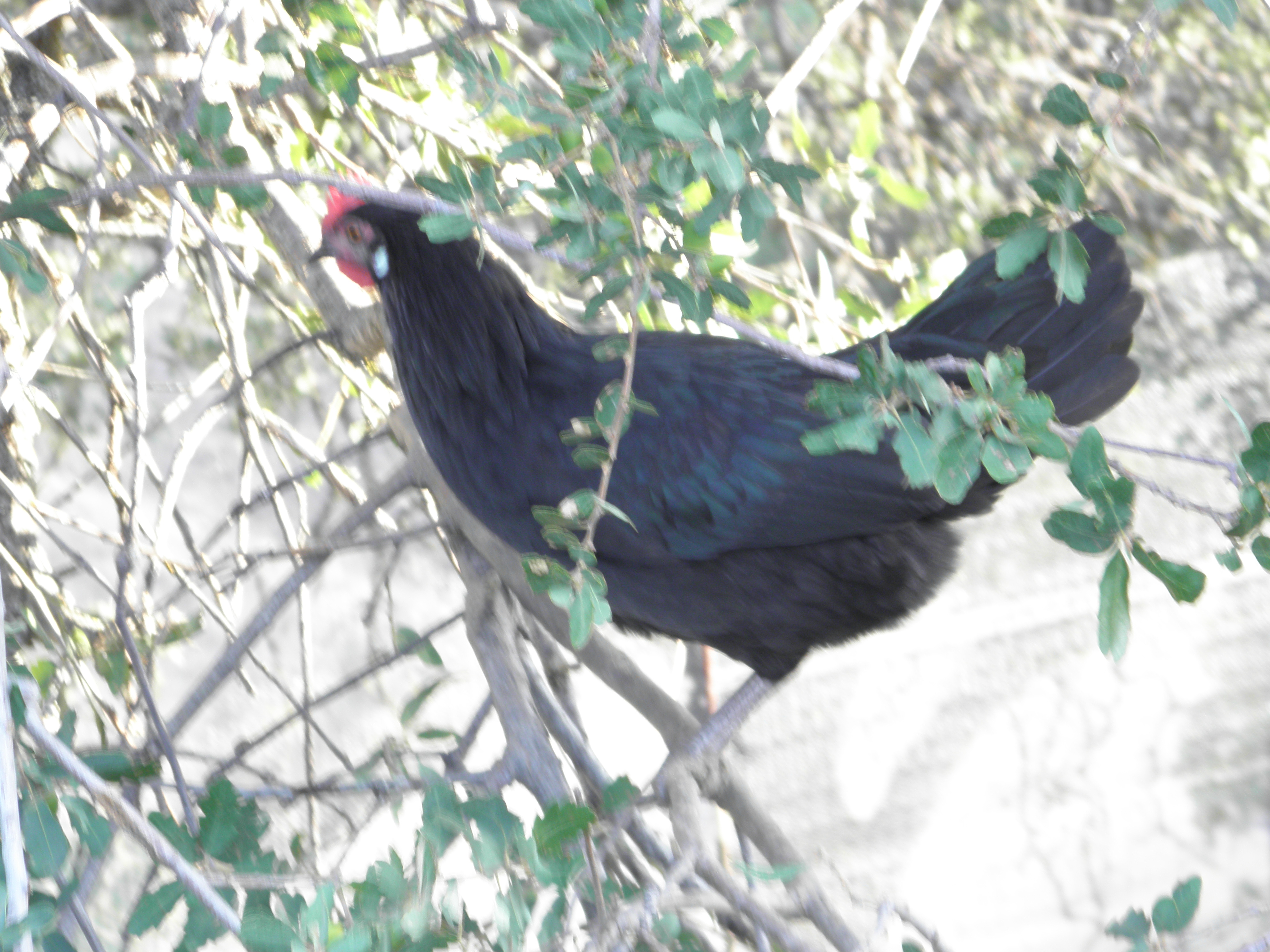 what kind of chicken is this ?