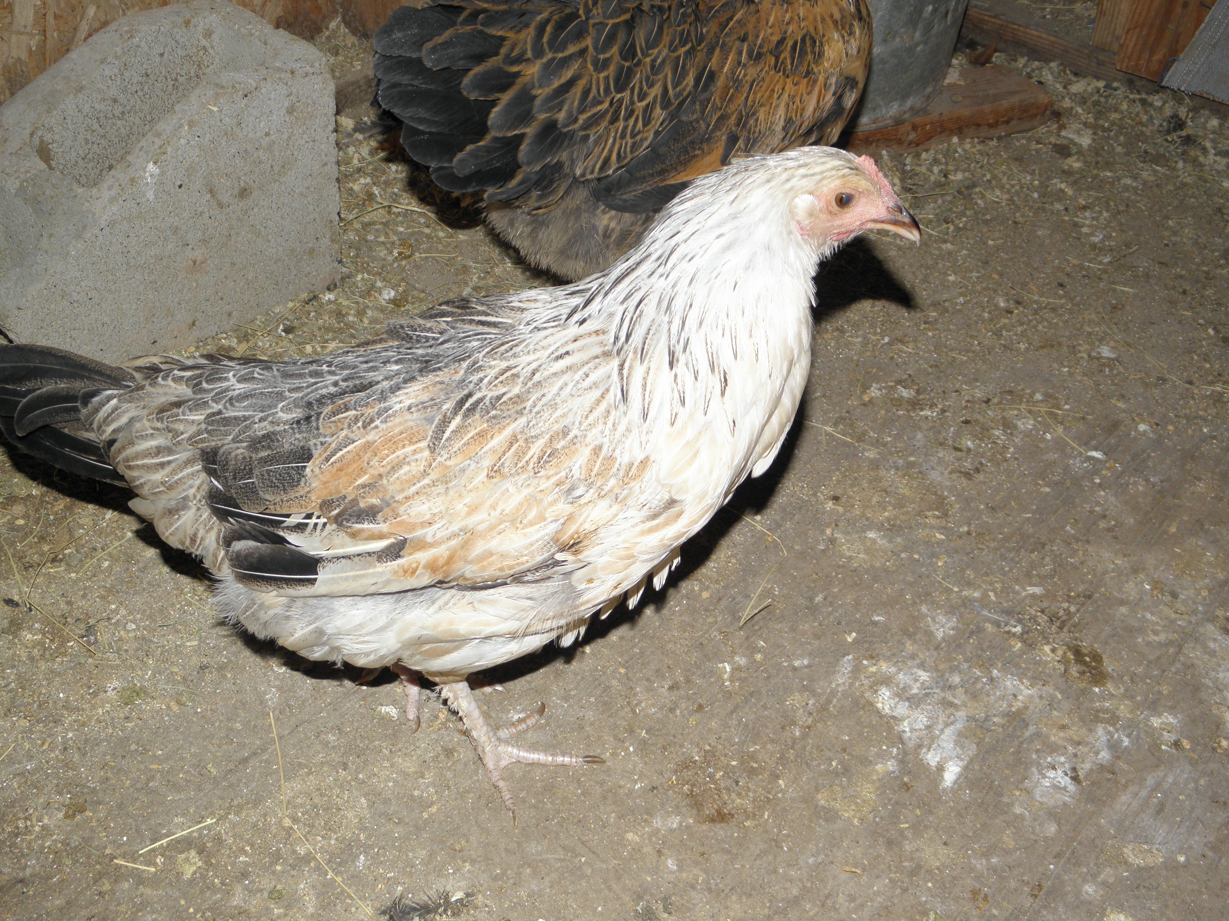 what kind of chicken is this ?
