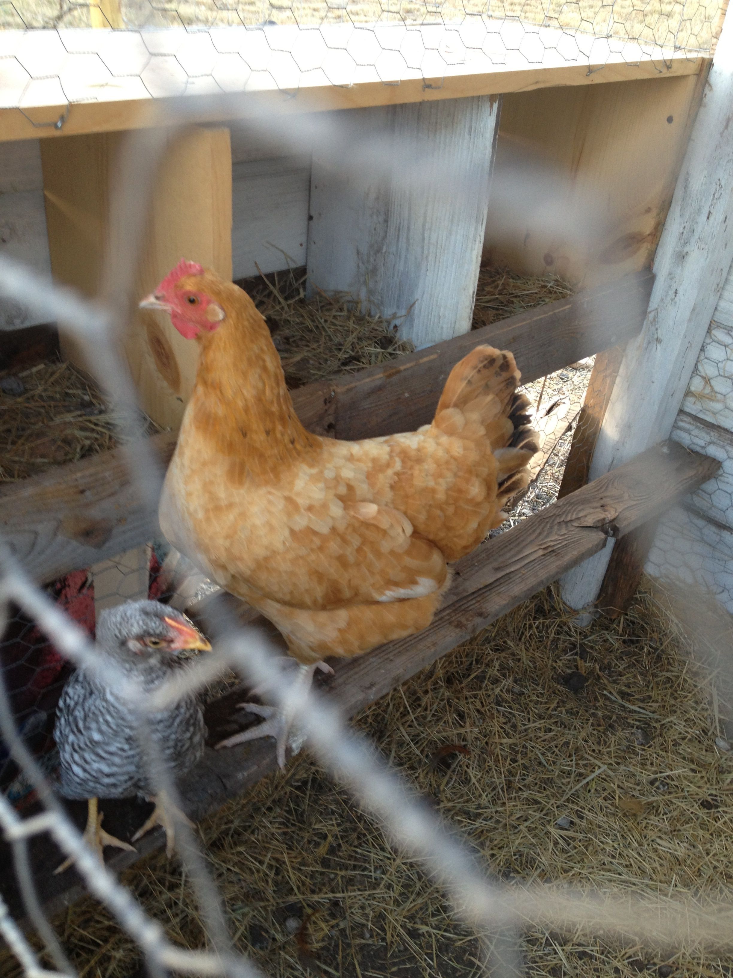 What kind of chicken is this?