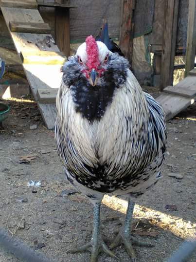 What kind of rooster is this?
