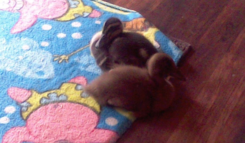 What kinda ducks are we?