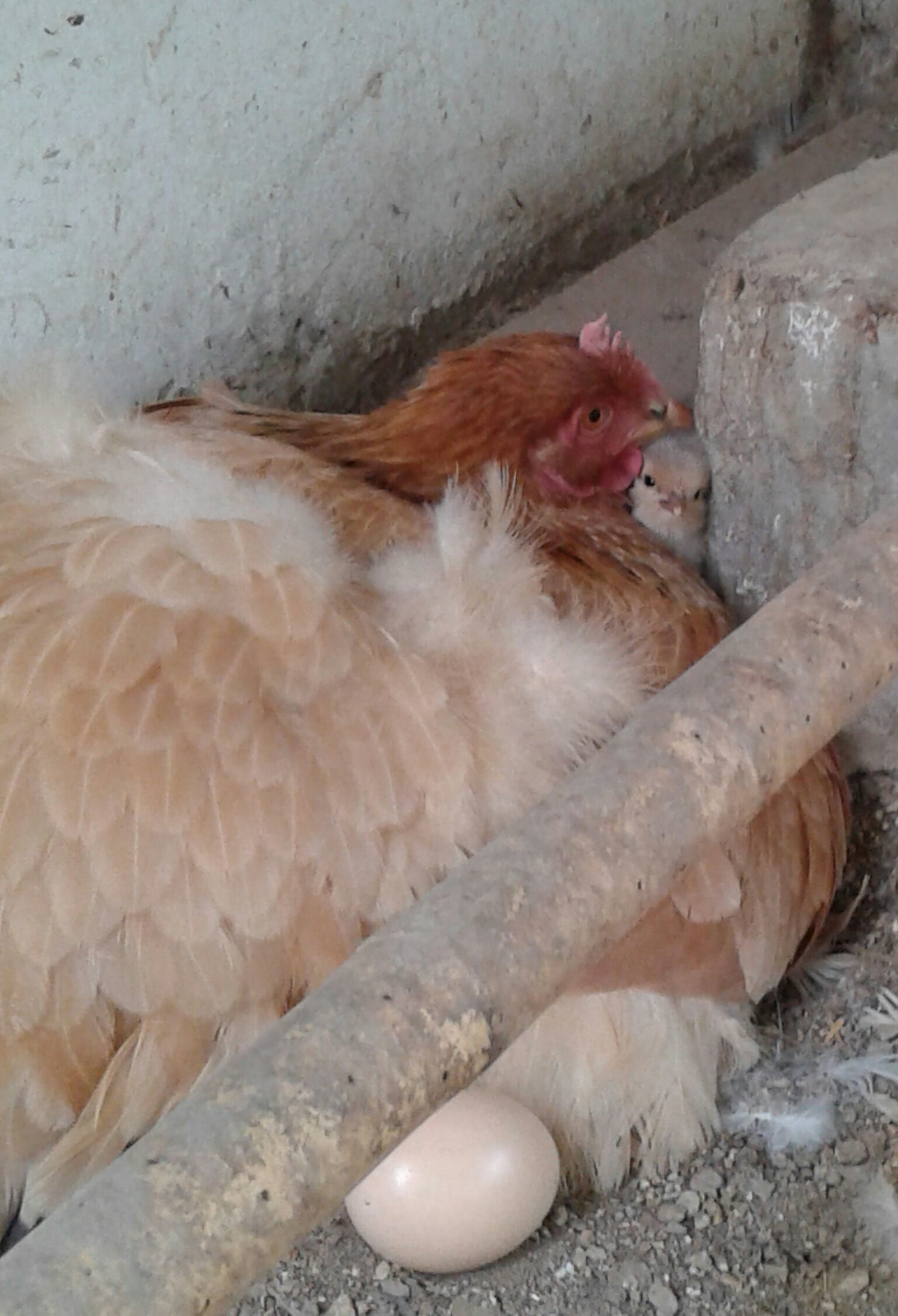 What my first hatching looked like