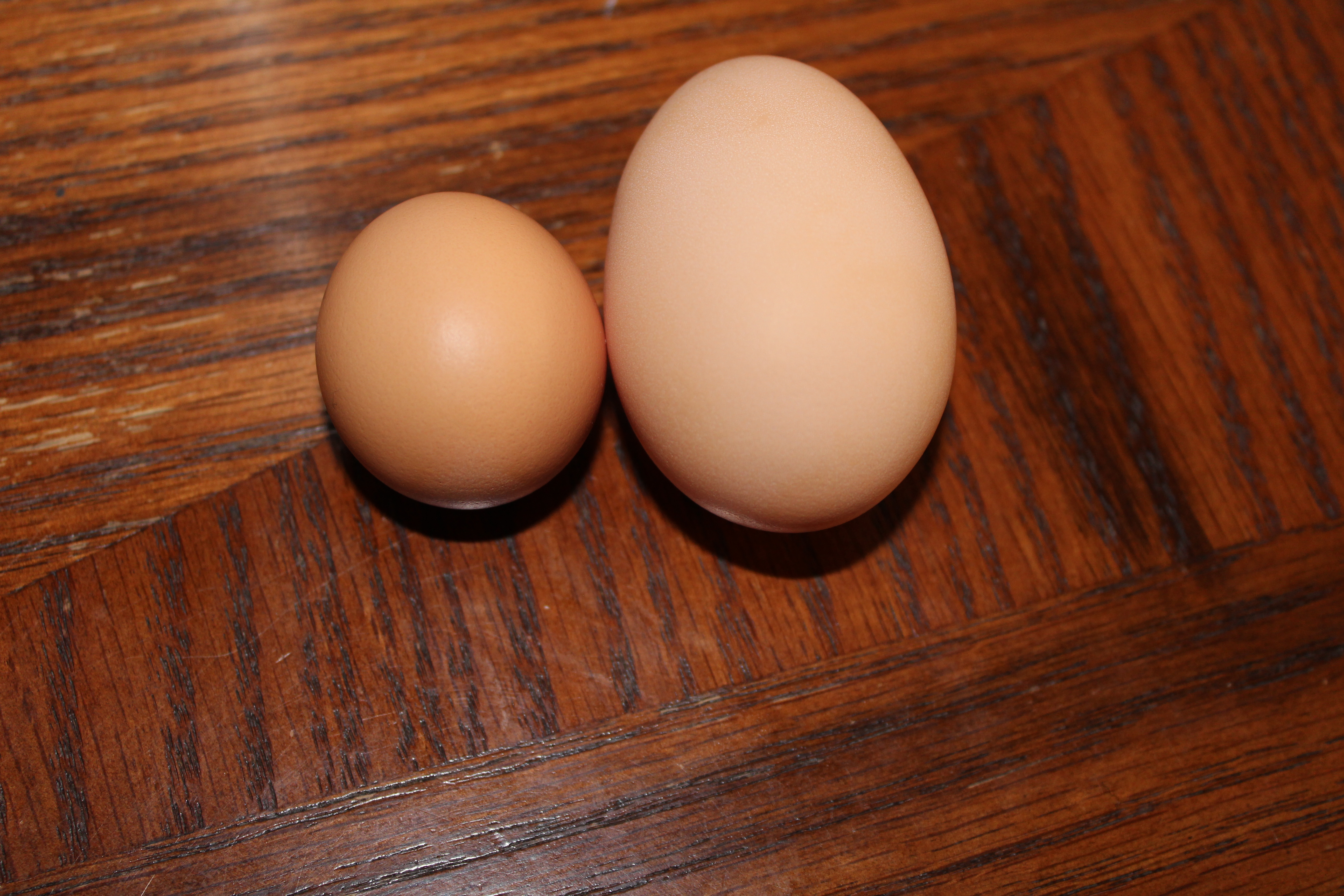 What our pullet egg looked like, then a double yolker from our