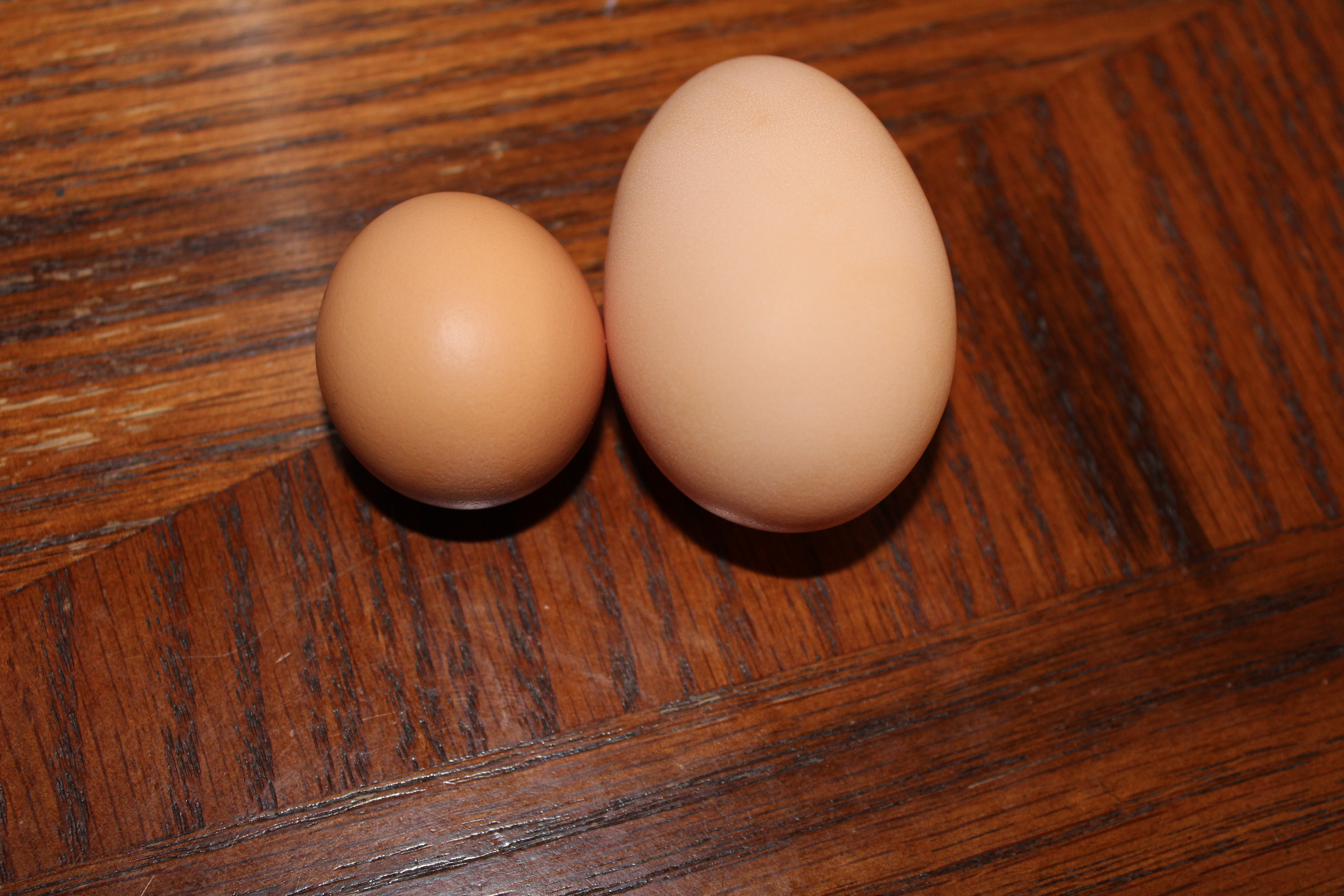 jersey giant chicken eggs