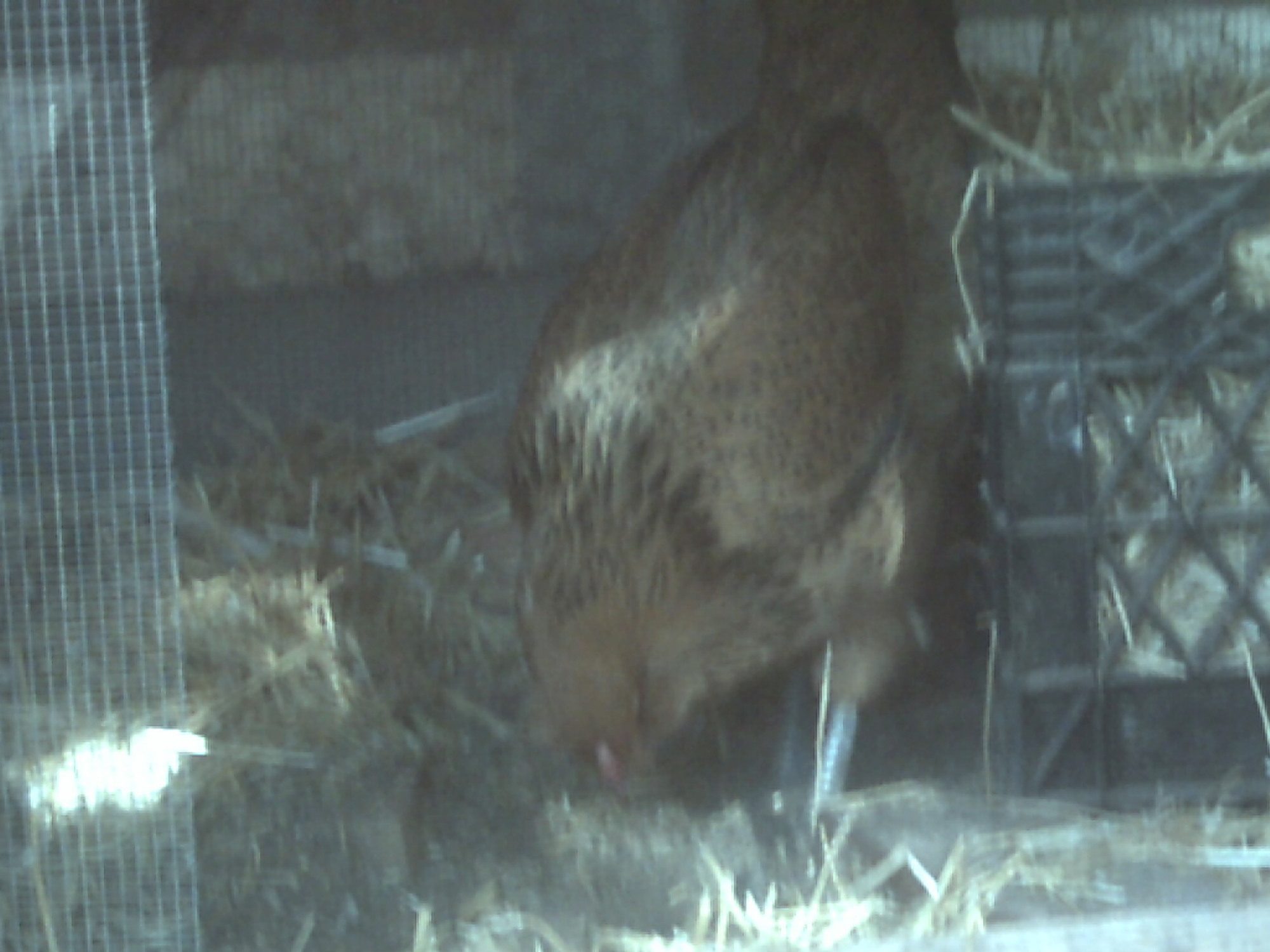 What type of chicken is this?