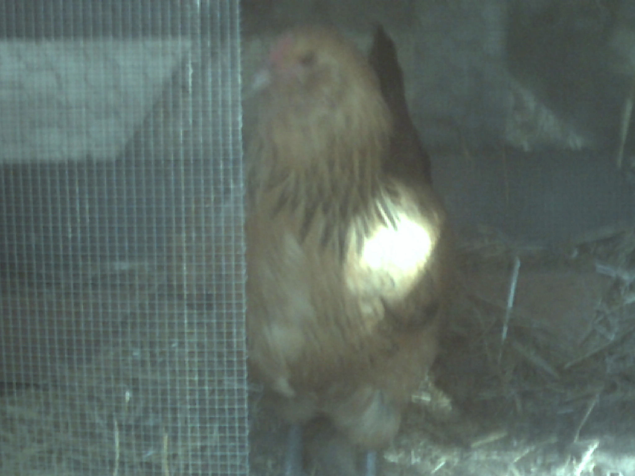 What type of chicken is this?