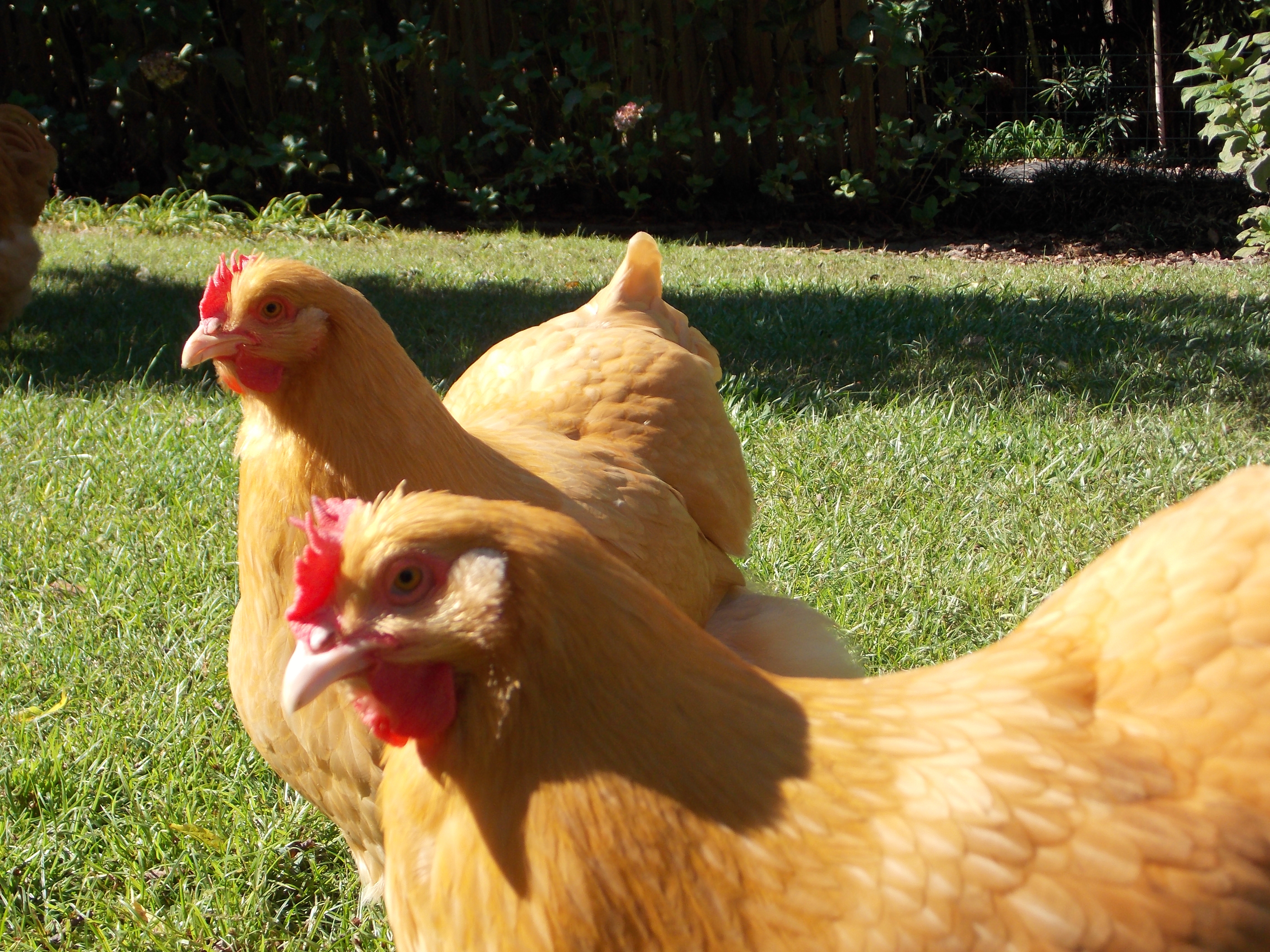 " Whatcha doing, Mom?" 

SOP pullets at 7 mos. and 3 weeks