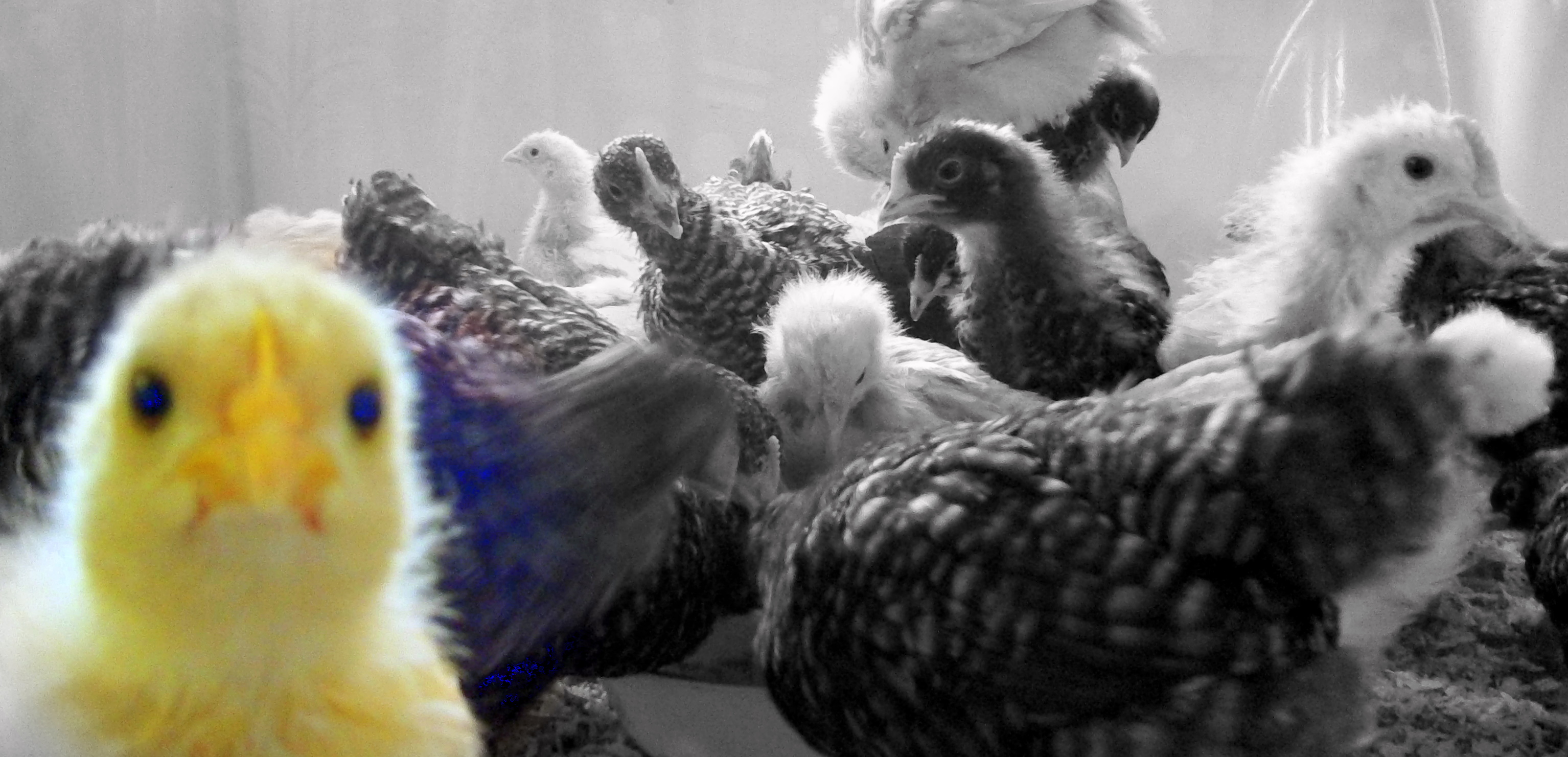 What're YOU lookin' at?!?