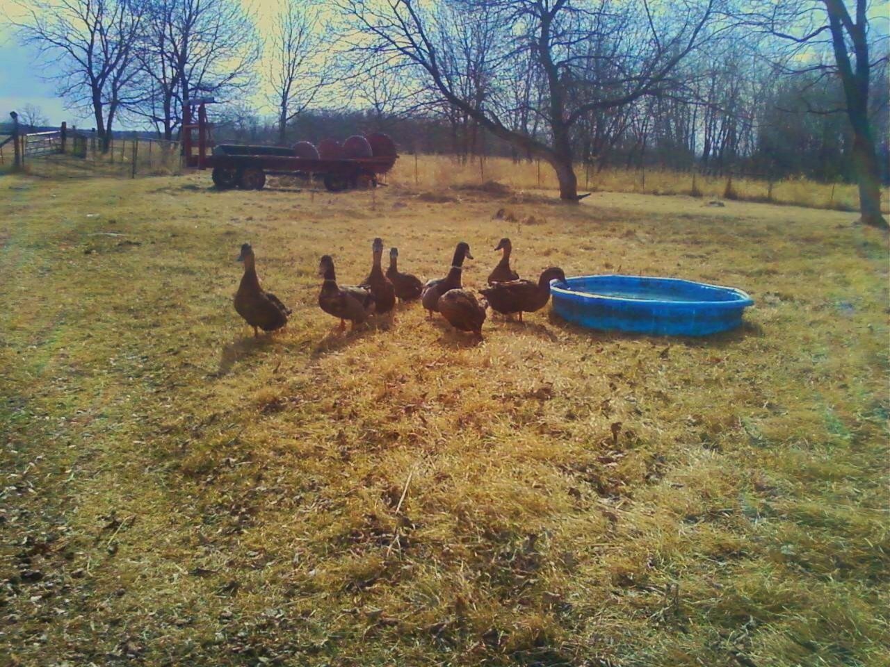 What's a pool / pond?