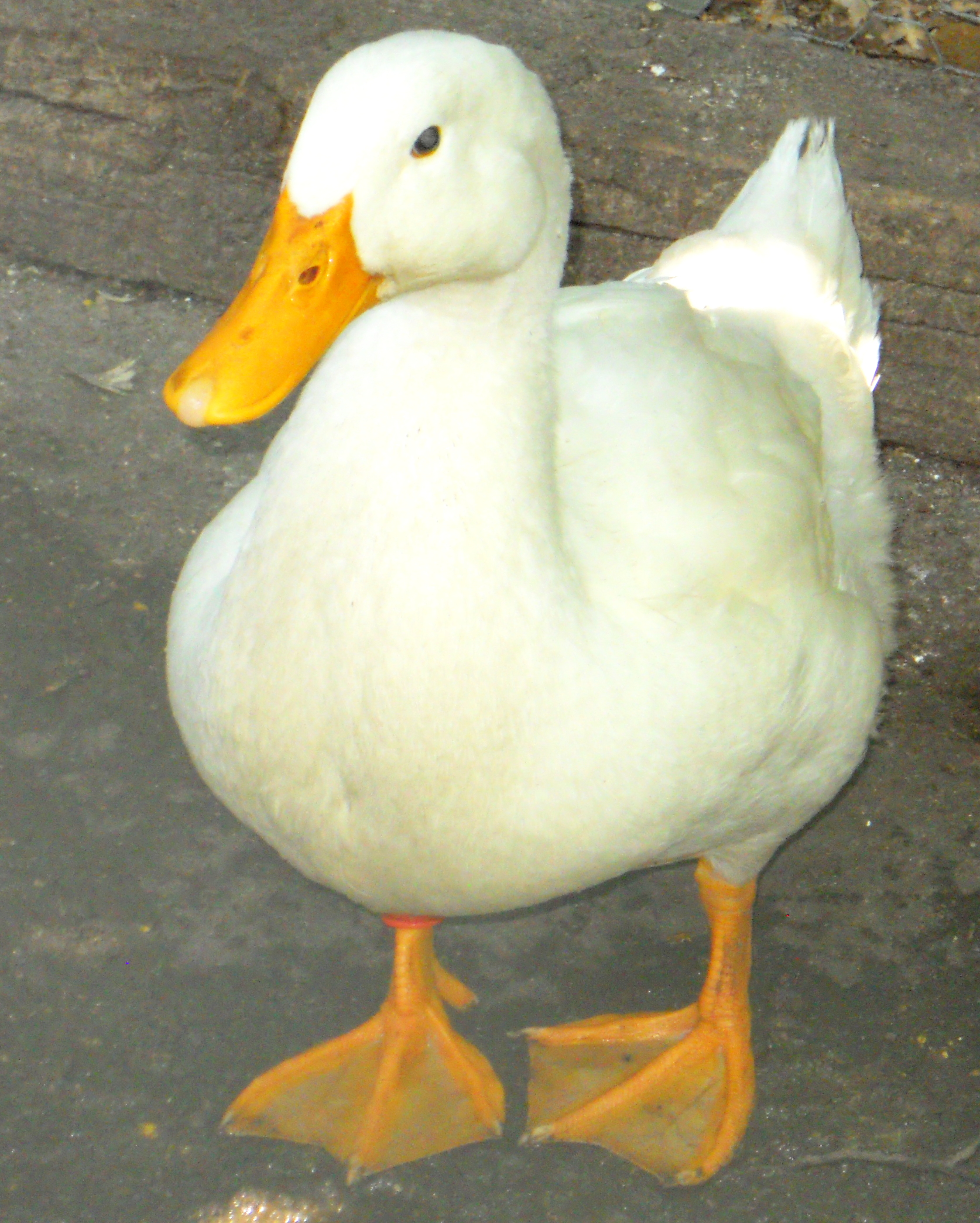 What's an Aflac?  ⊙.⊙