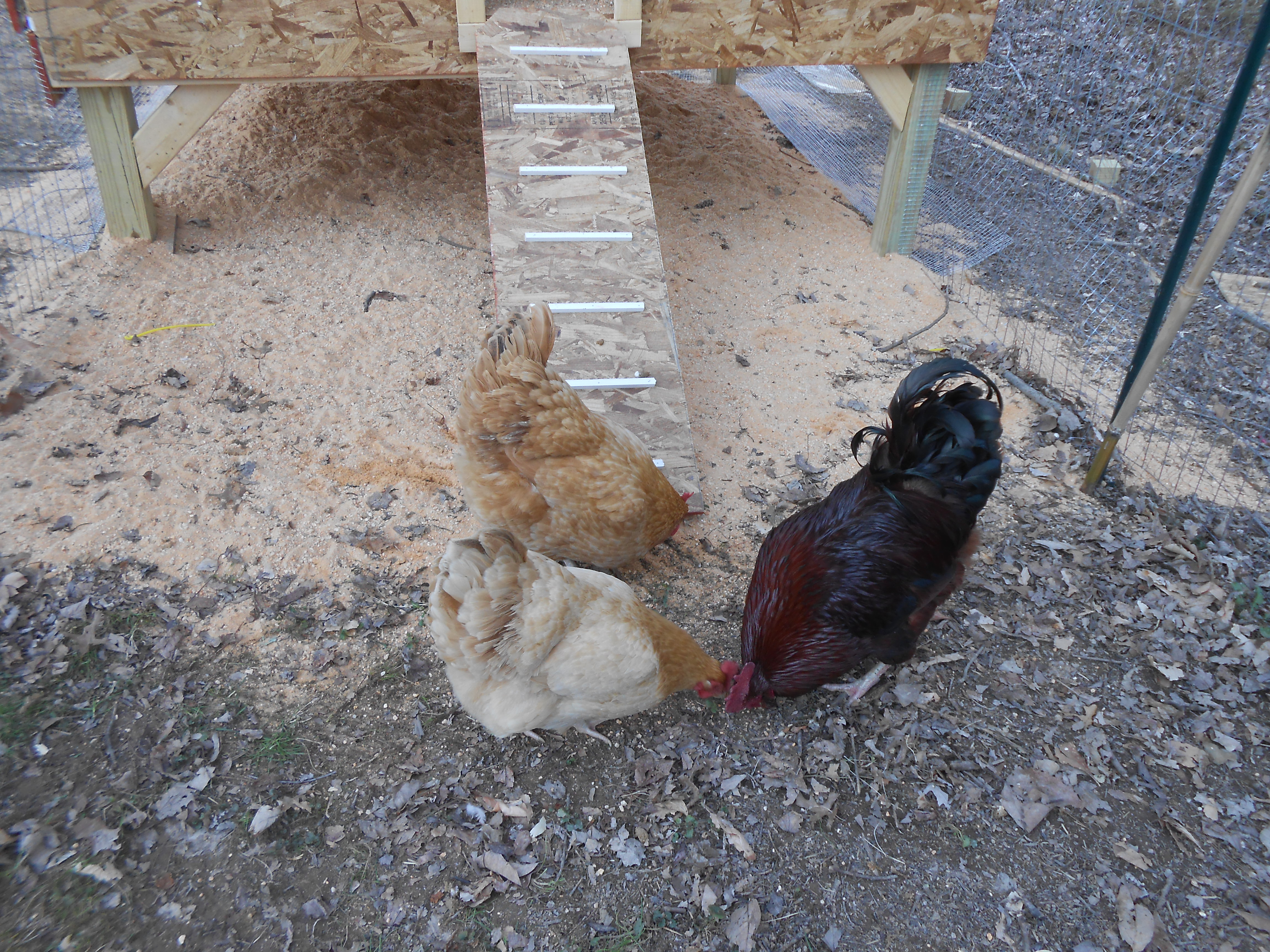 What's left of our 2nd flock taking their time about heading in for the evening.