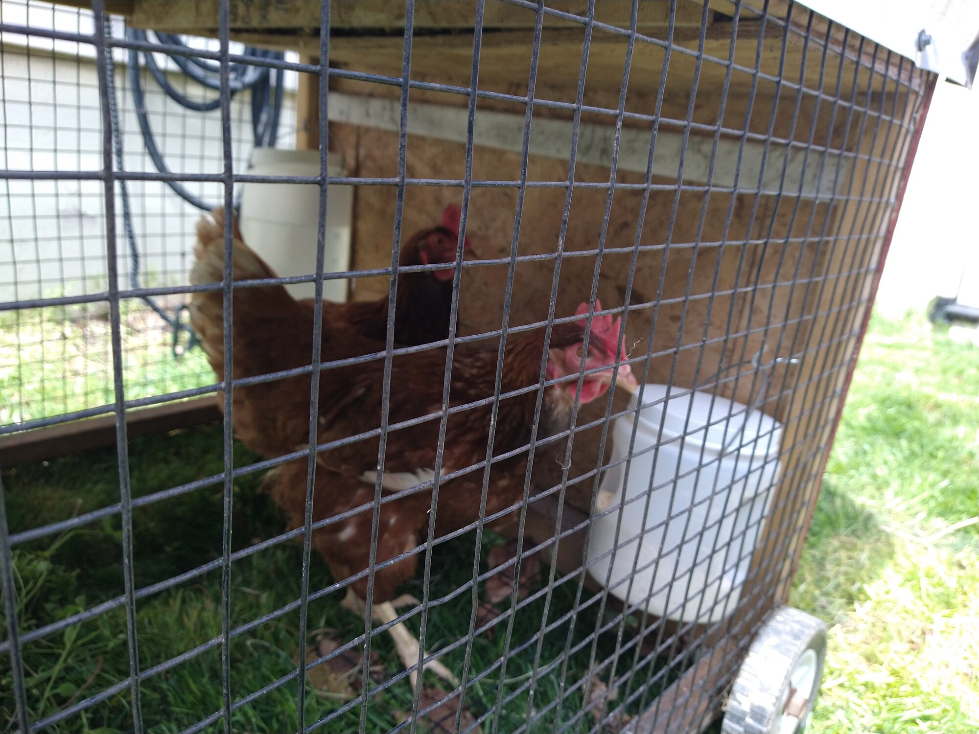What's new at our house