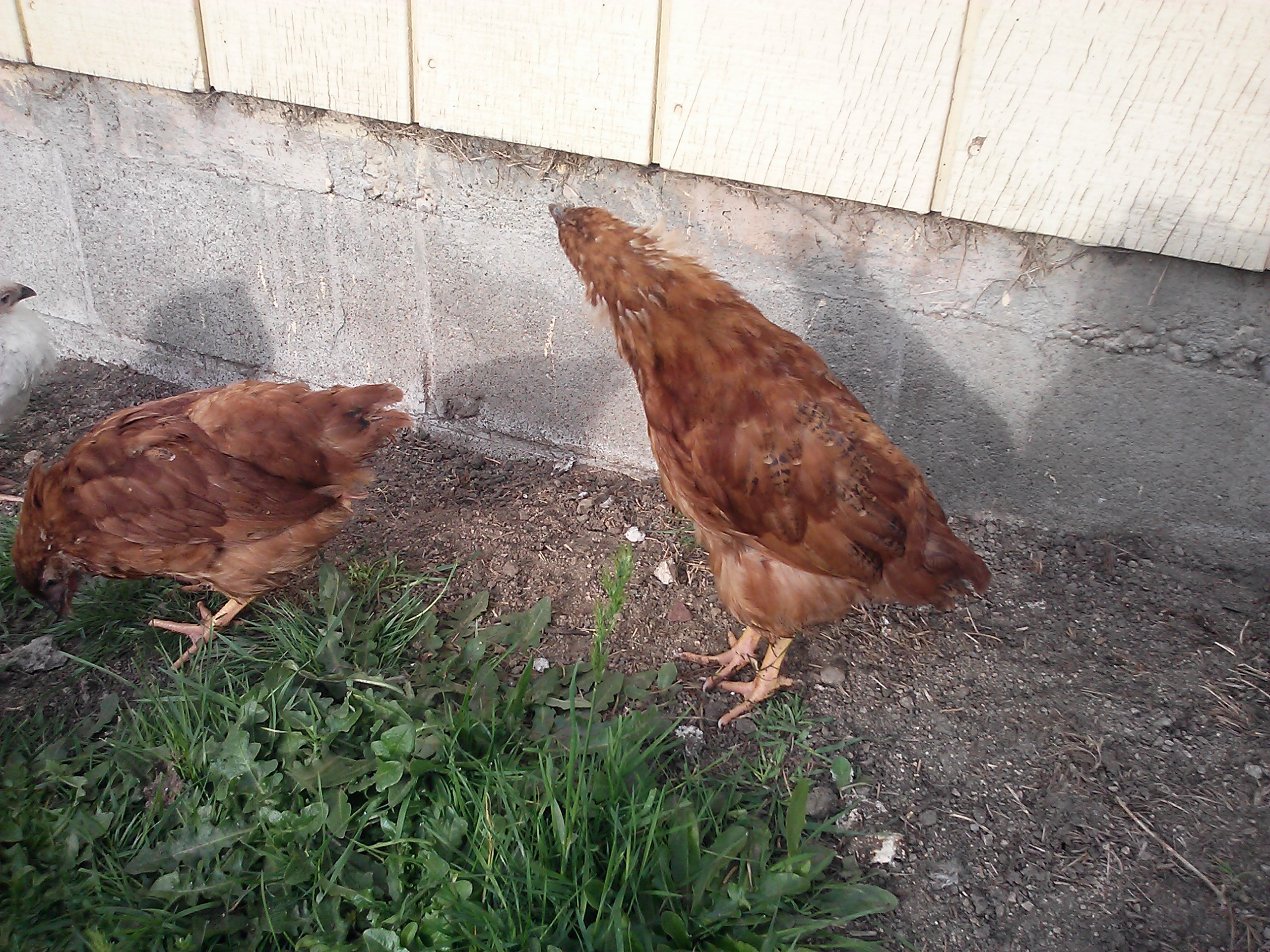 What's that moving on the wall little chicken? :)