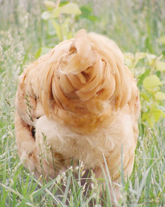 whats up chicken butt