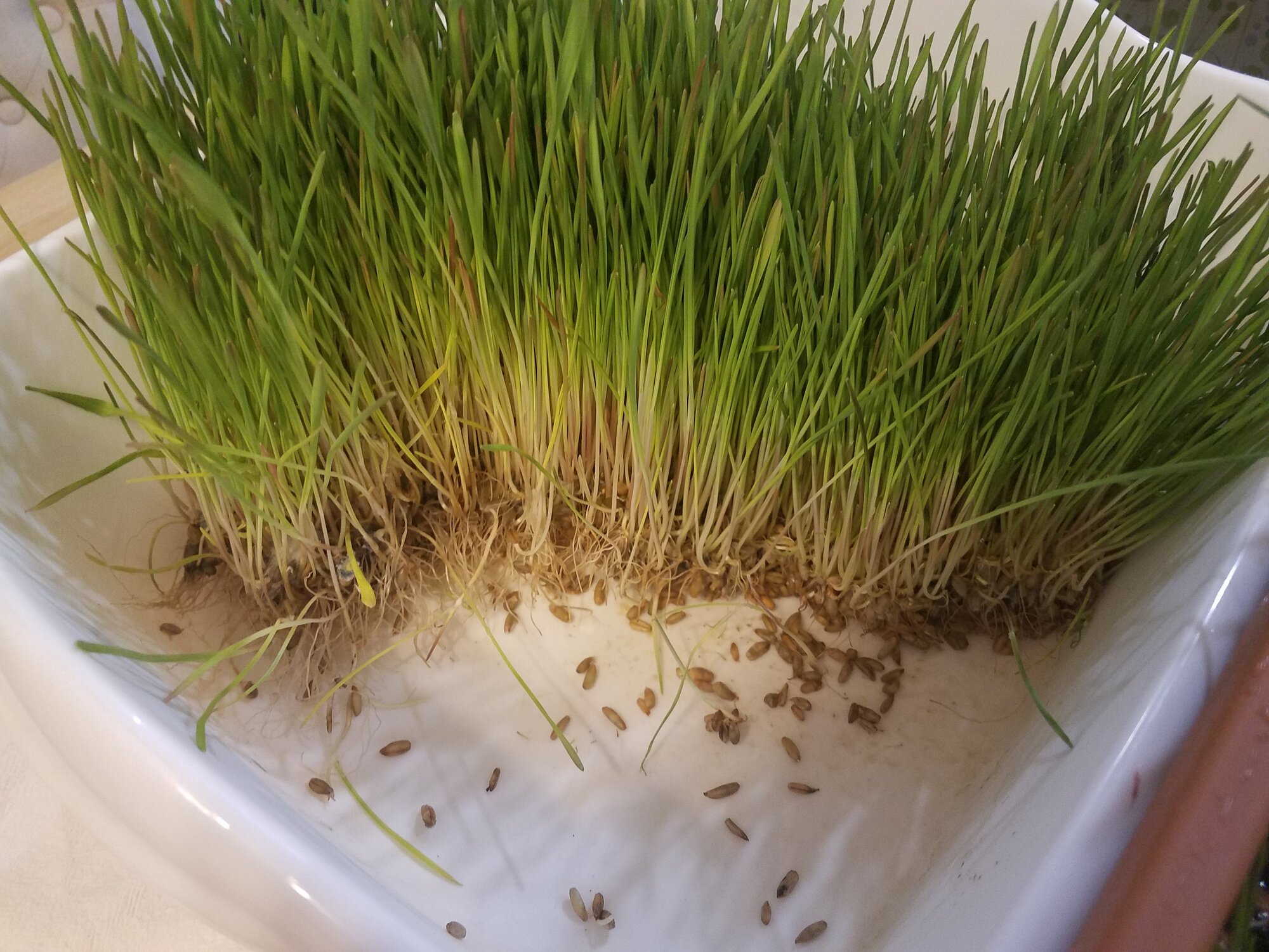 Wheat fodder that has grown like weed