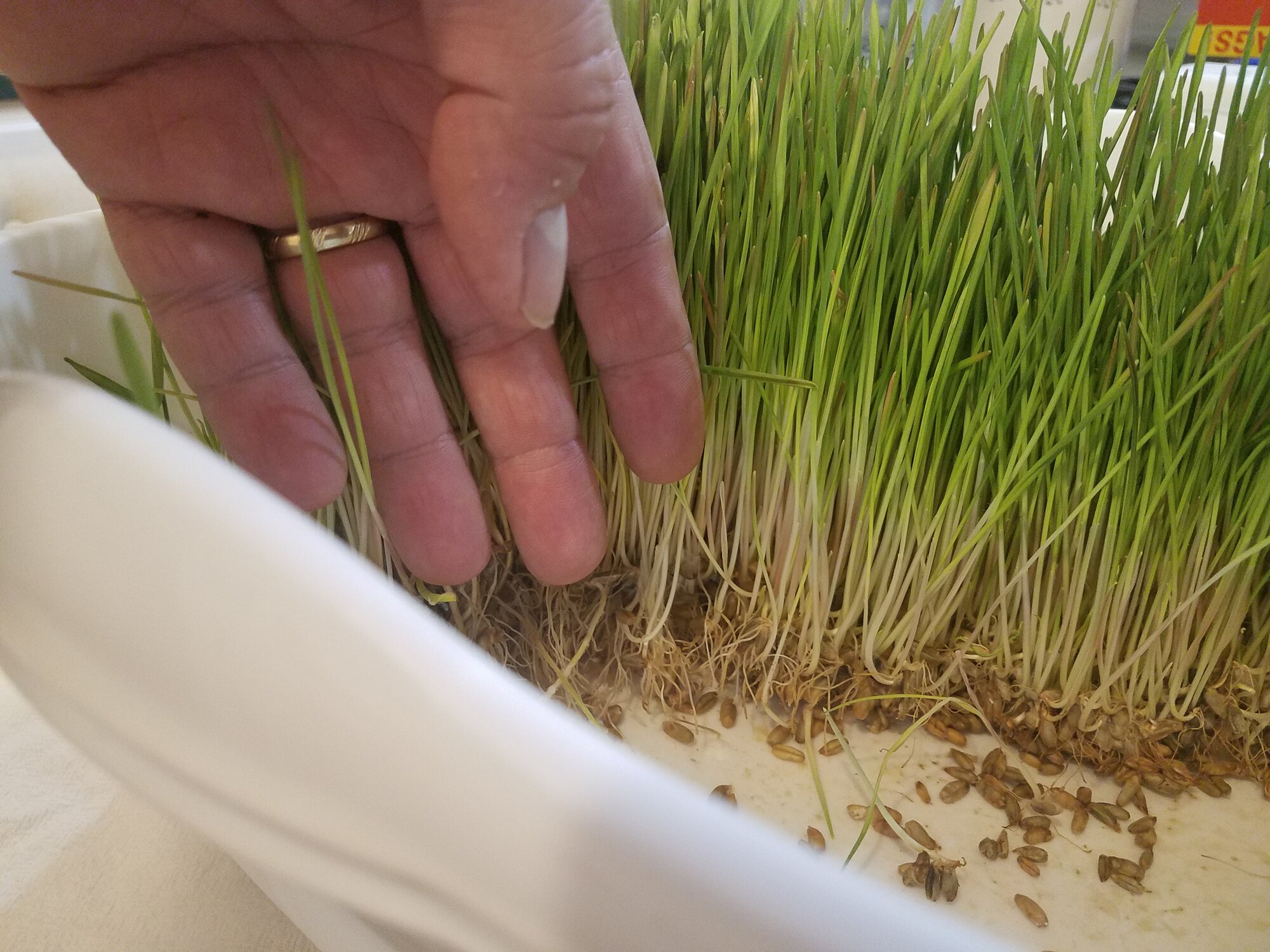 Wheat fodder that has grown like weed