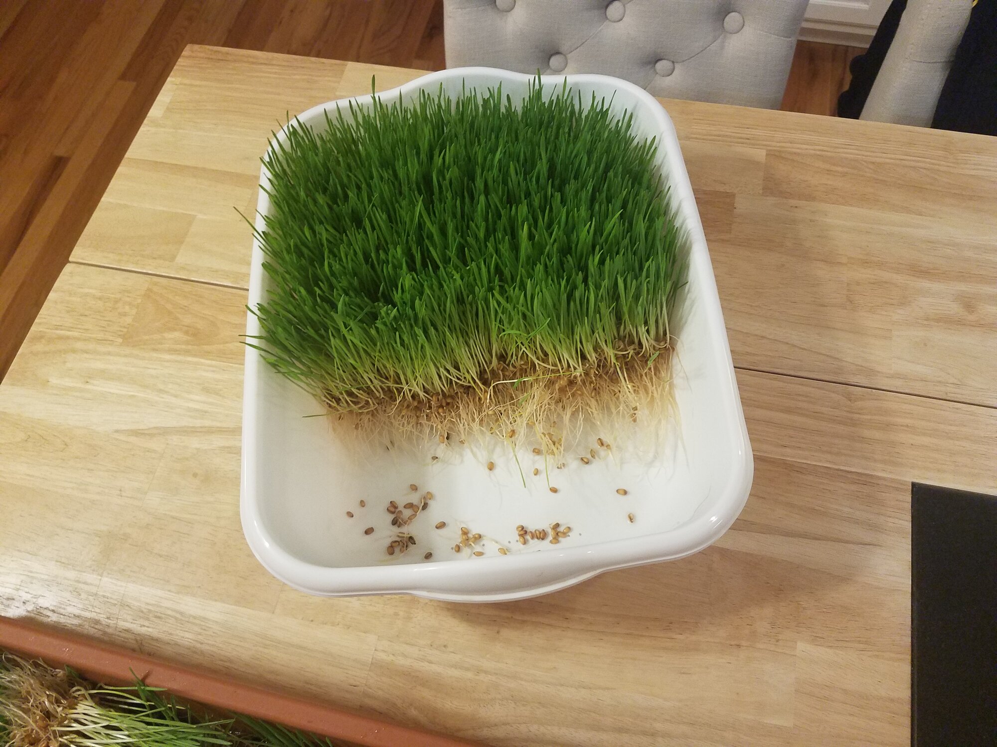 Wheat-Fodder with »root mattress«