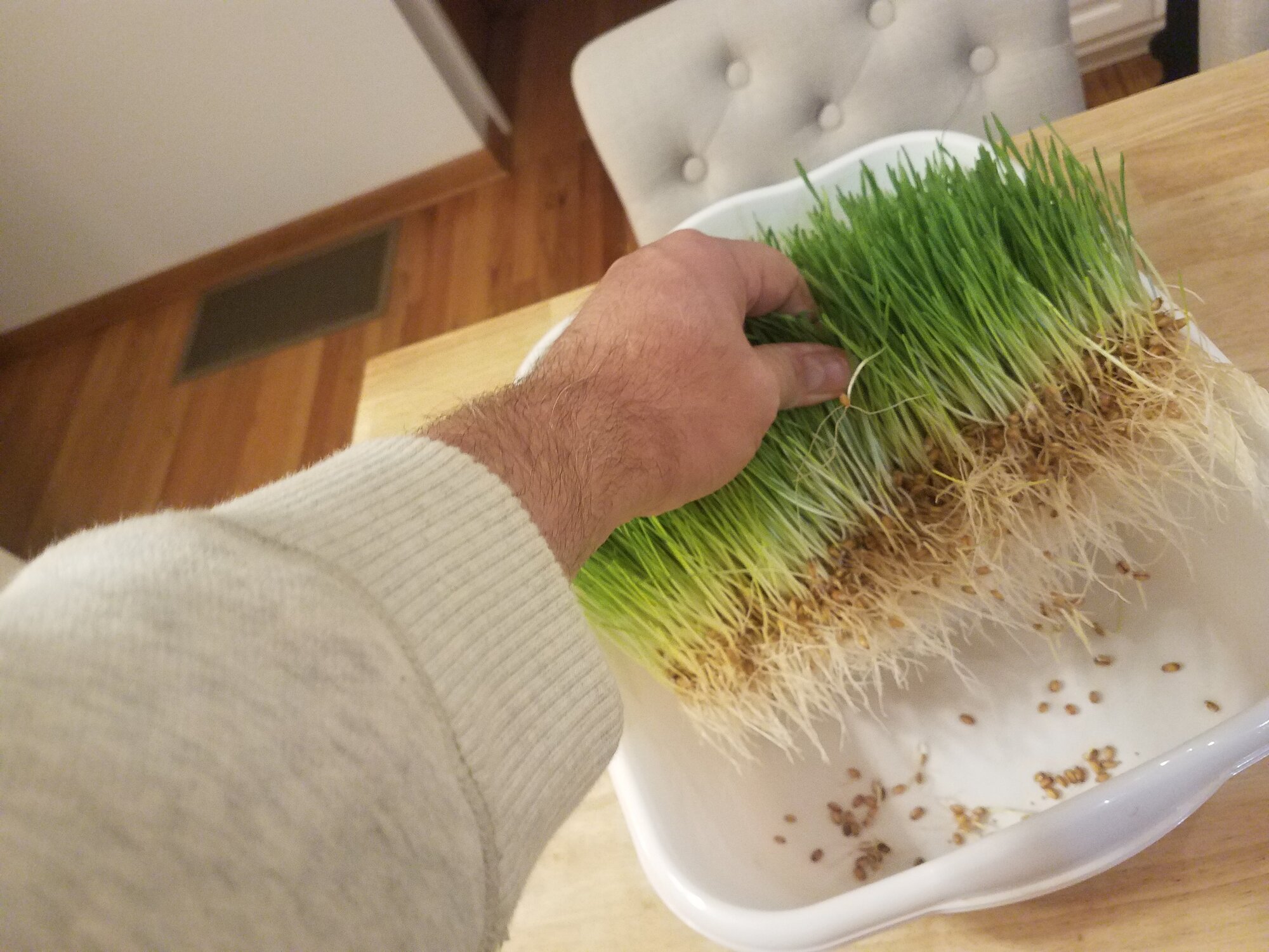 Wheat-Fodder with root »mattress«