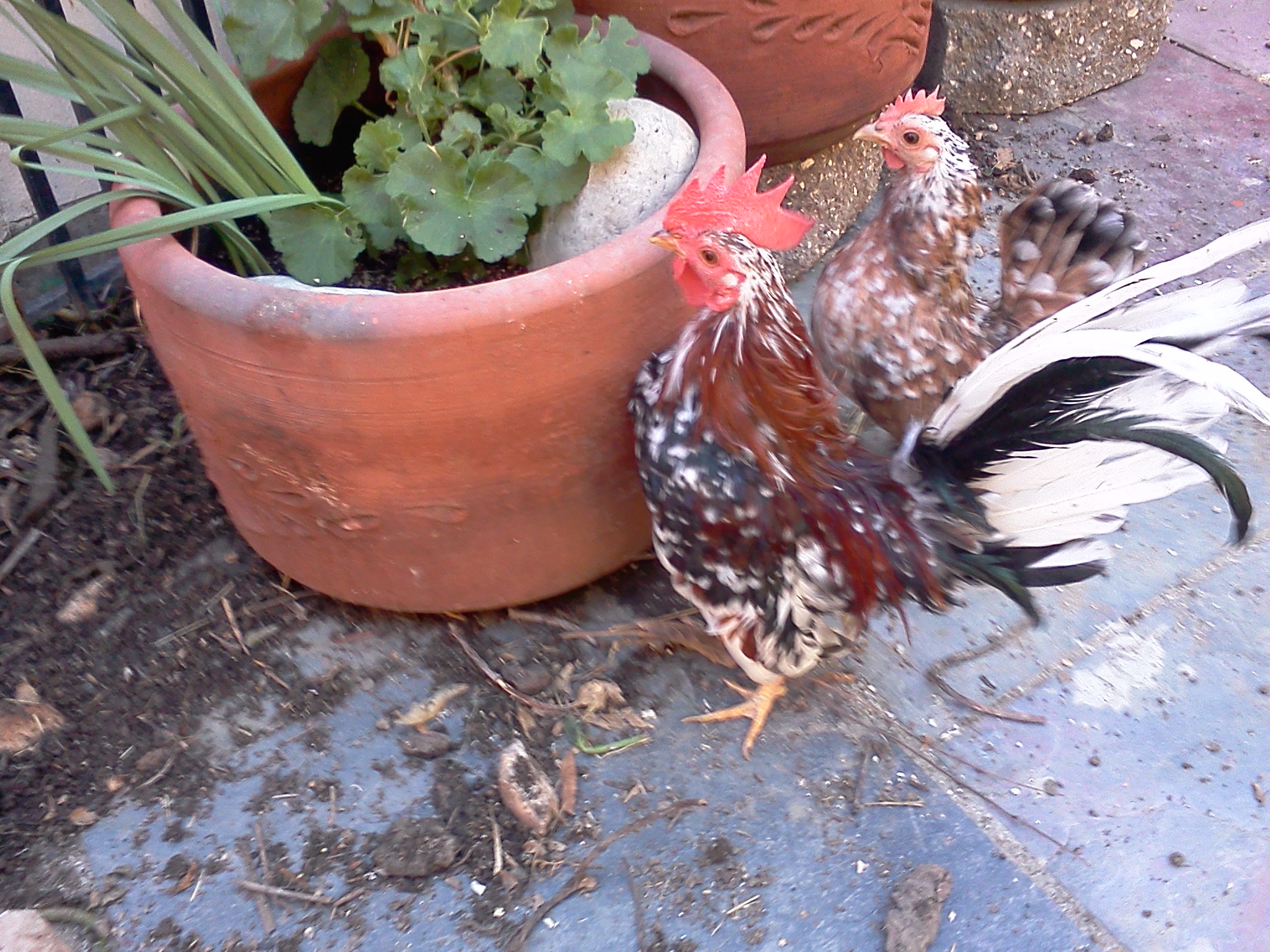 Wheatable and Pepper