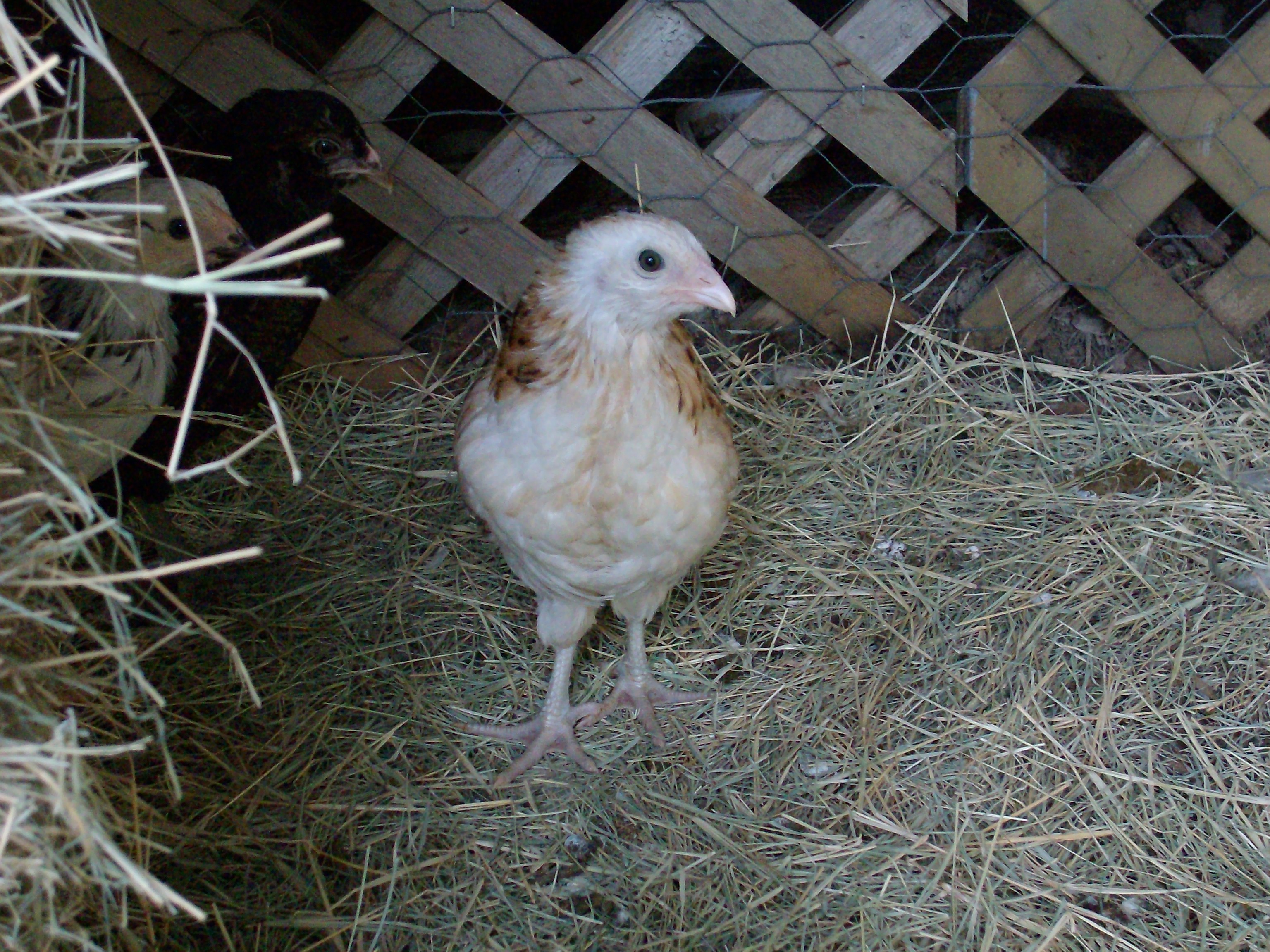 Wheaten Ameraucana chick