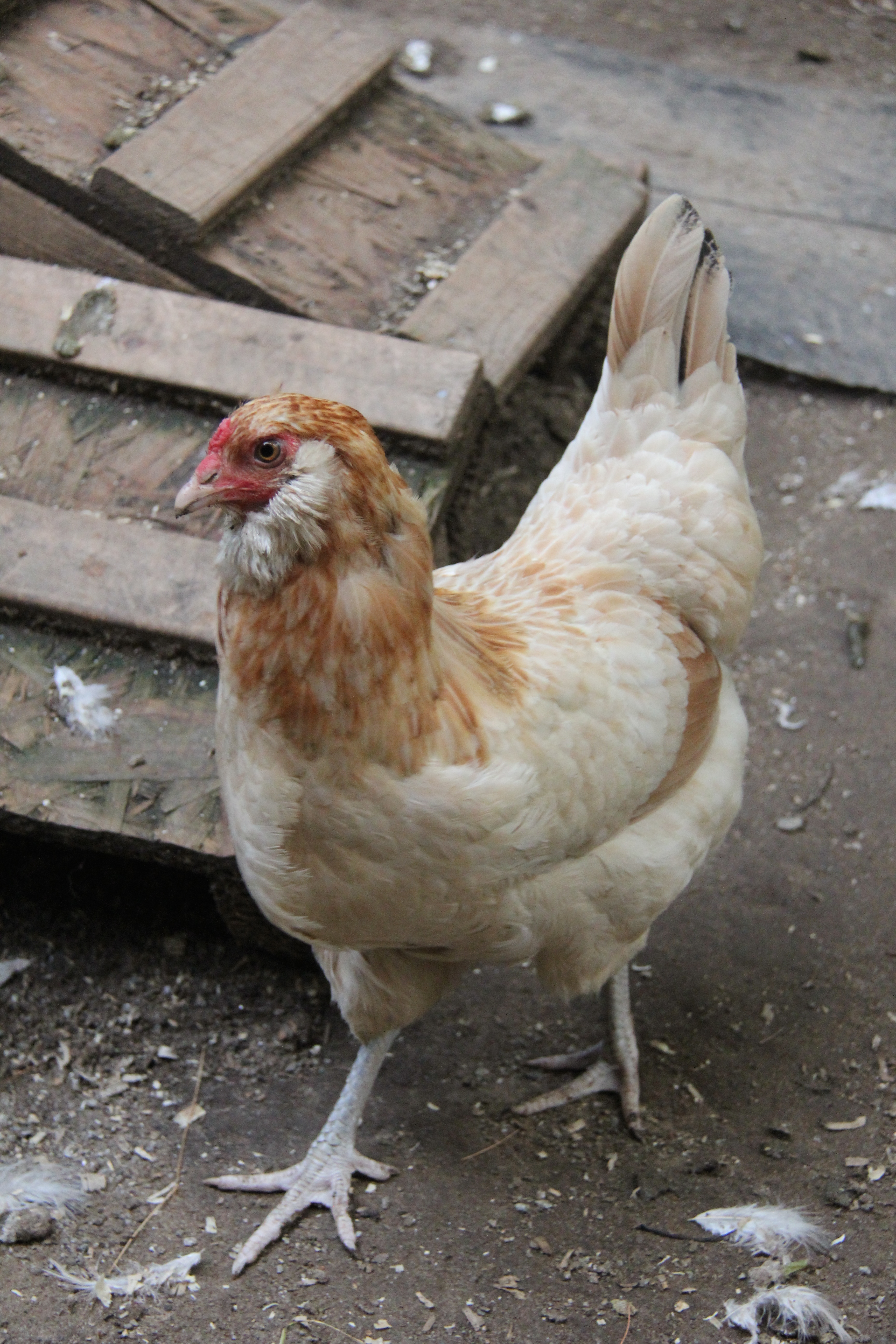 Wheaten Ameraucana Hen
