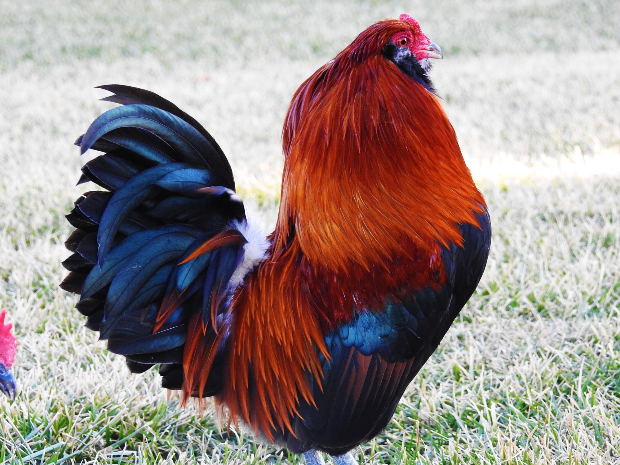 Wheaten Ameraucana Rooster (bantam)