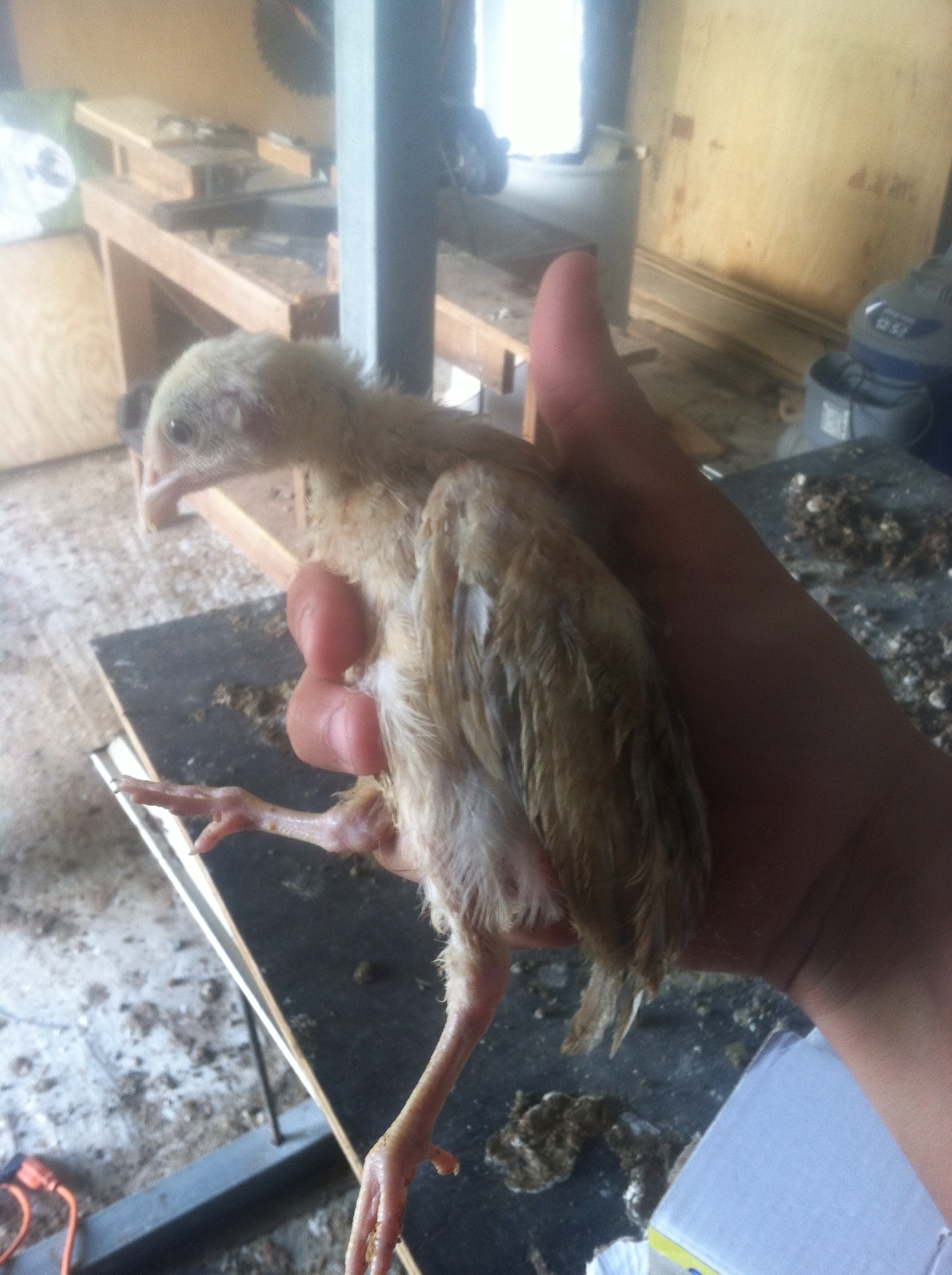 Wheaten bantam pullet.