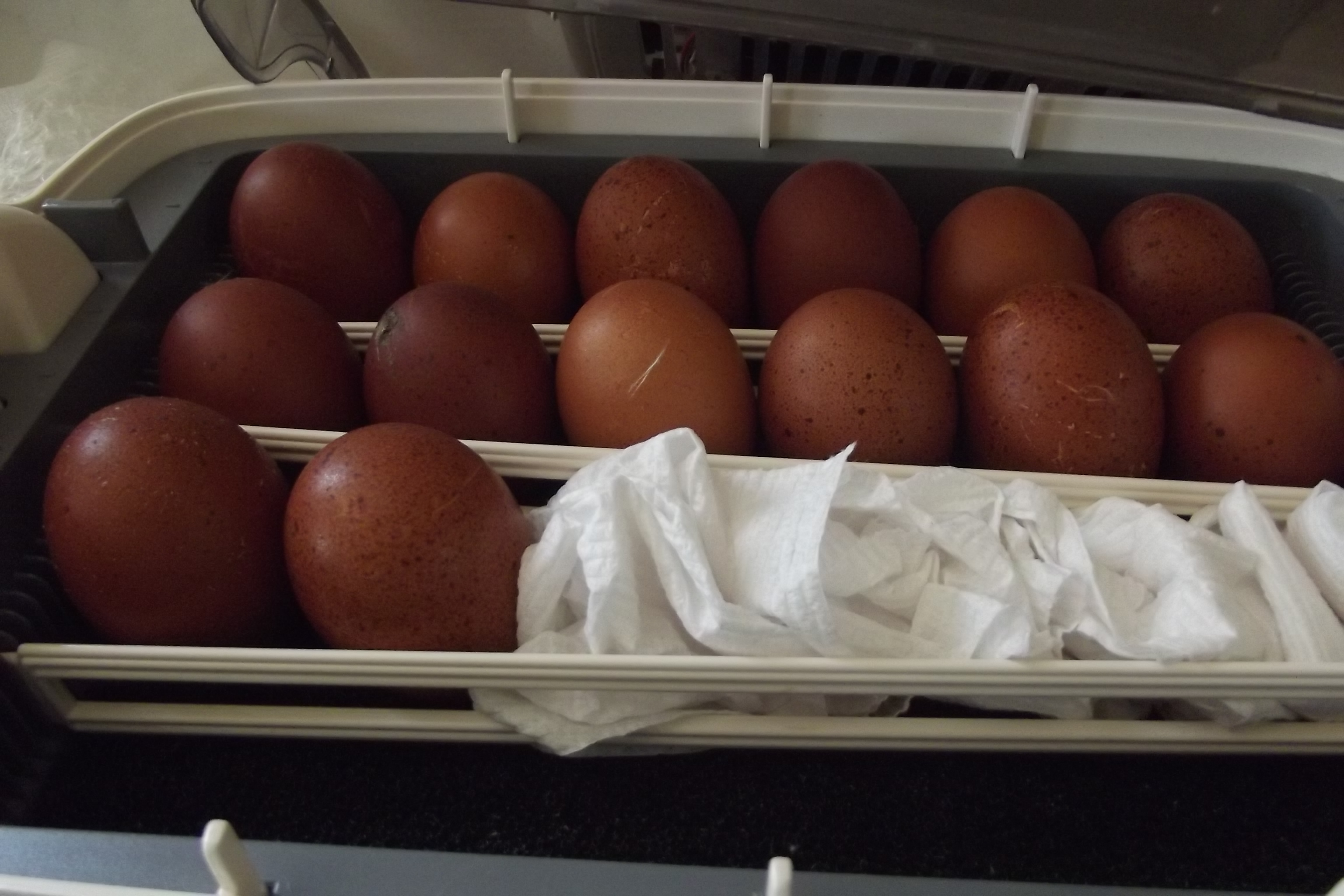 Wheaten eggs