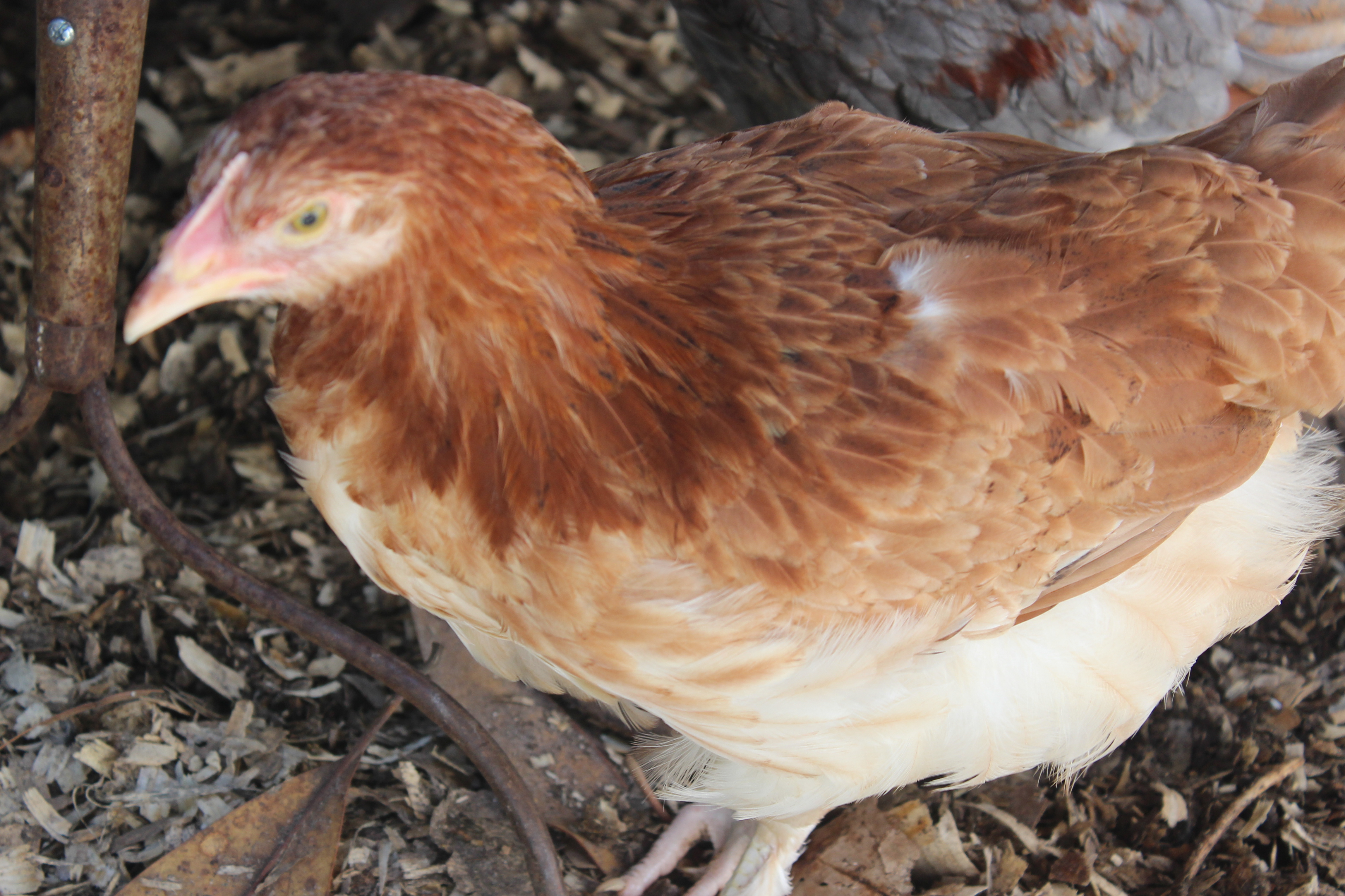 Wheaten Maran - girl?