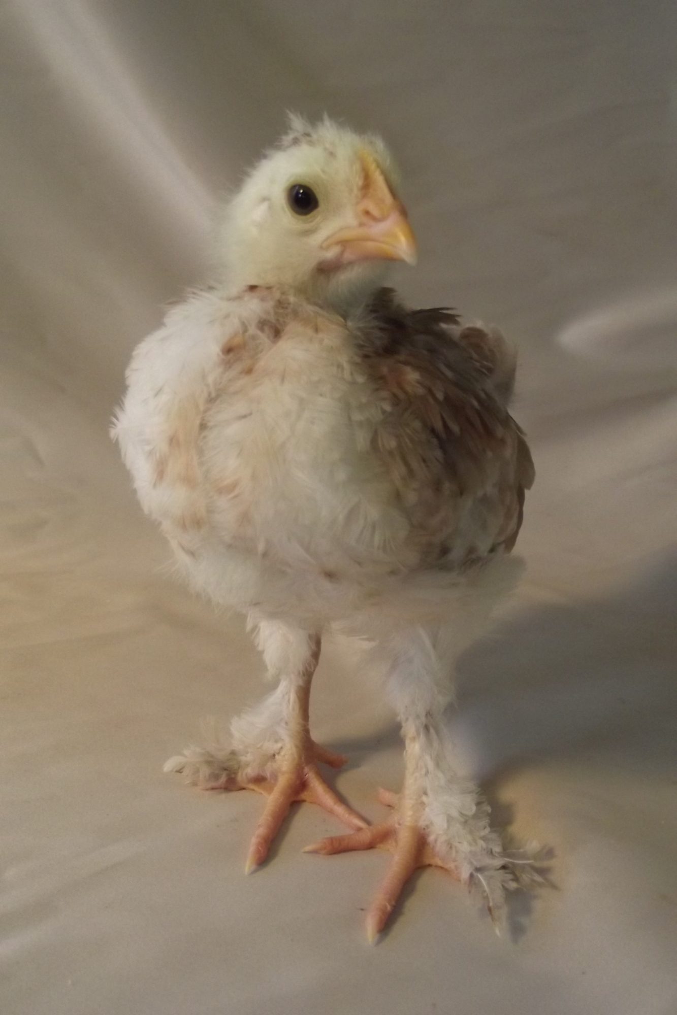 Wheaten Marans chick 3.5 weeks