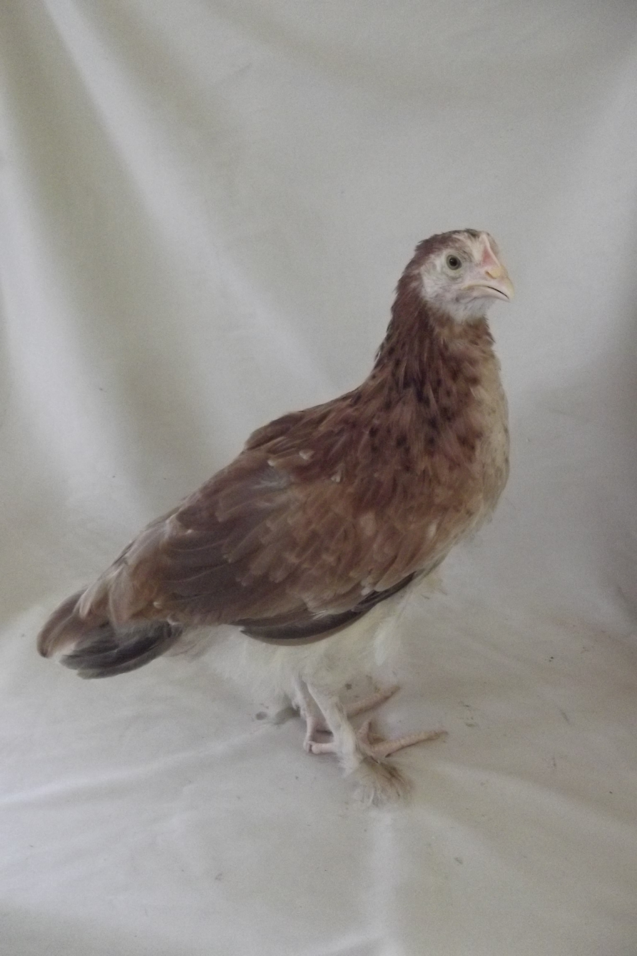 Wheaten Marans pullet ~ 8 weeks