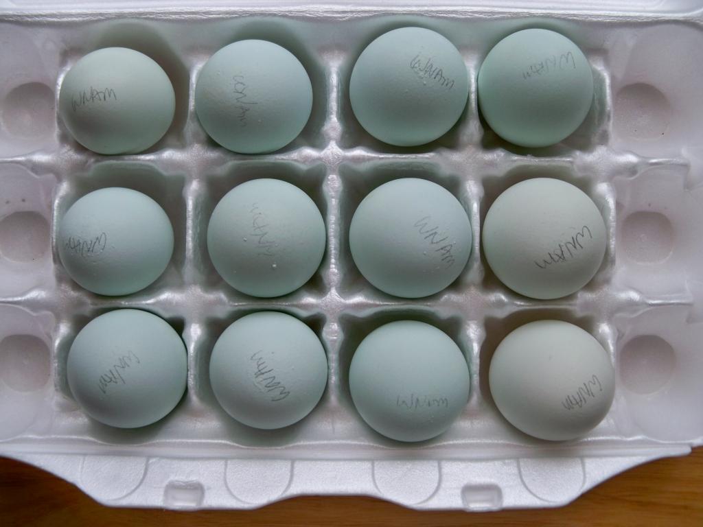 wheaten_eggs