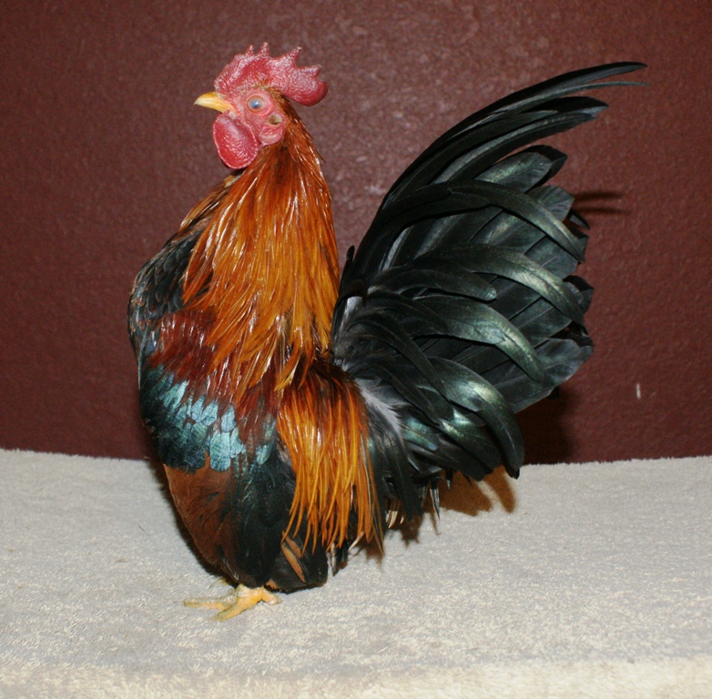 wheaton cock