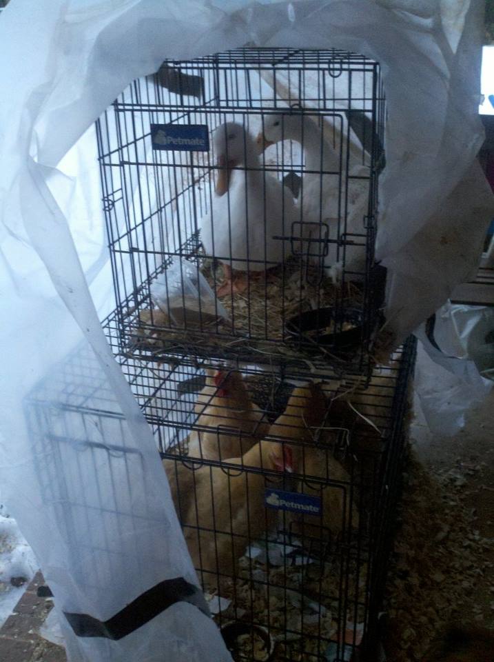 When 14 inches of snow collapse the roof of your coop down into the coop drastic measures have to be taken. Unhappy babies and a unhappy momma!